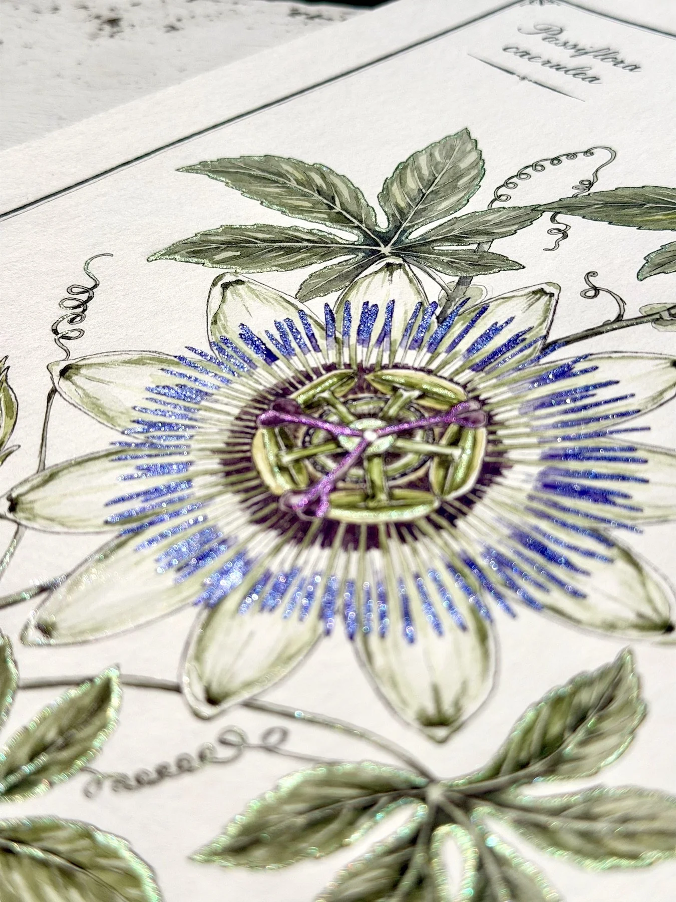 Close-up of a Passiflora caerulea botanical watercolour showing shimmering metallic blue, green and purple details on the flower and foliage.
