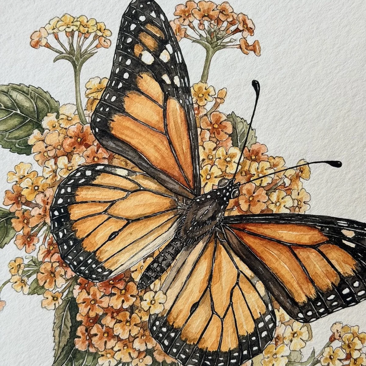 Monarch & Lantana