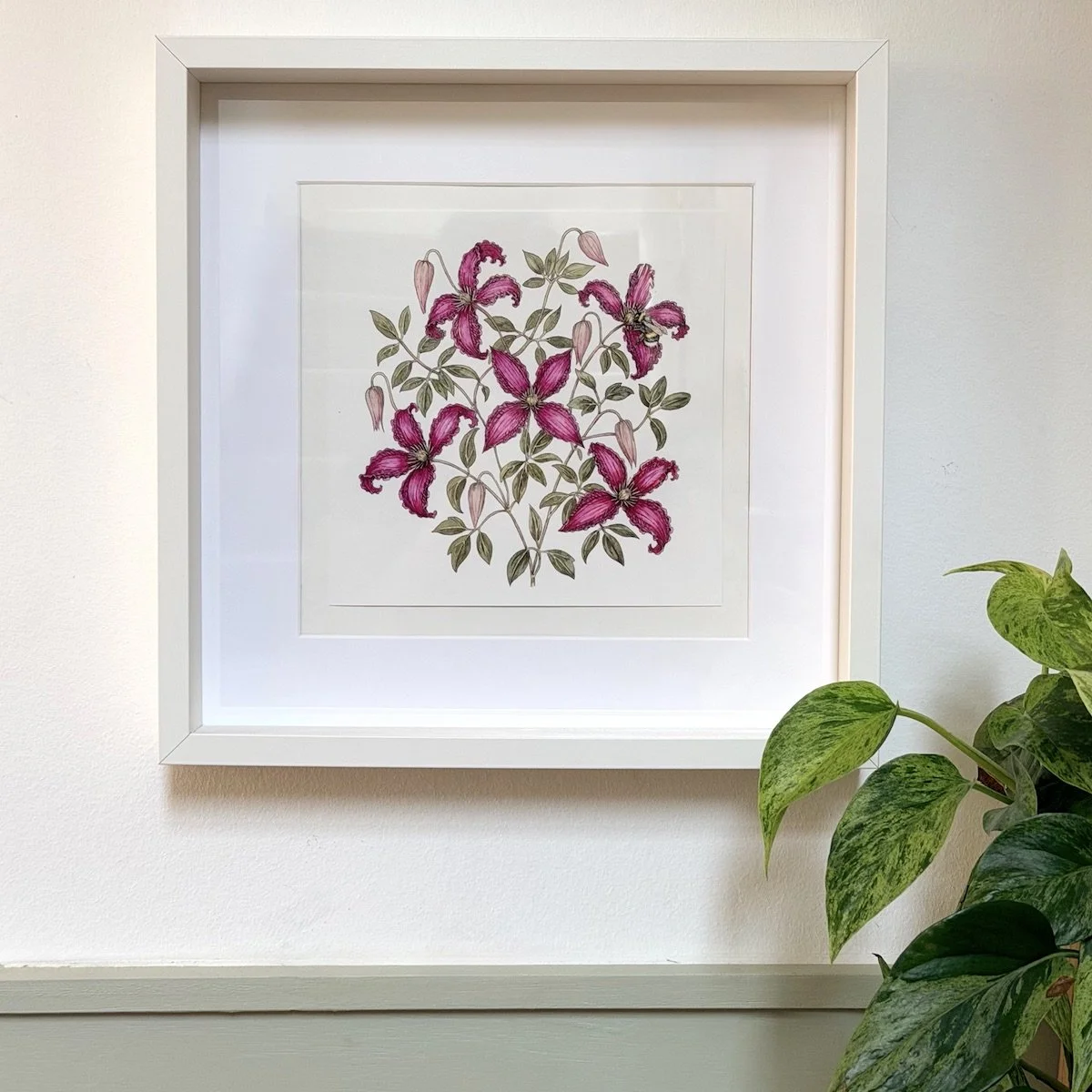 Framed botanical watercolor painting of magenta clematis flowers (Clematis spp.) with a bumblebee, showcasing the artwork displayed in a white frame.