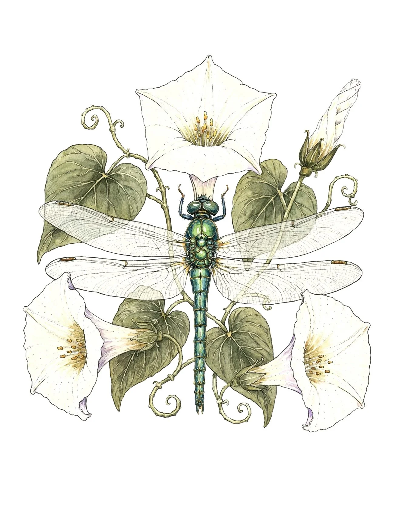 Two A4 Moonflower botanical art prints shown side by side, with the Dragonfly and Moonflower daytime illustration and the Moonflower and Fireflies nighttime illustration.