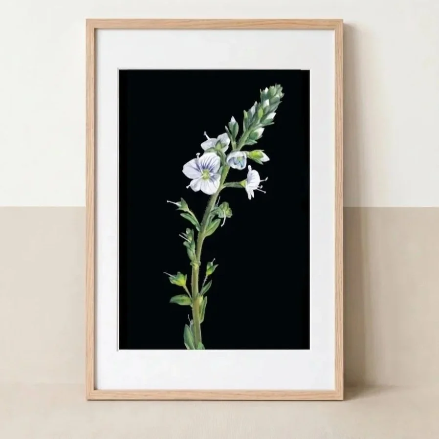thyme-leaved-speedwell-botanical-art-print-framed.jpg
