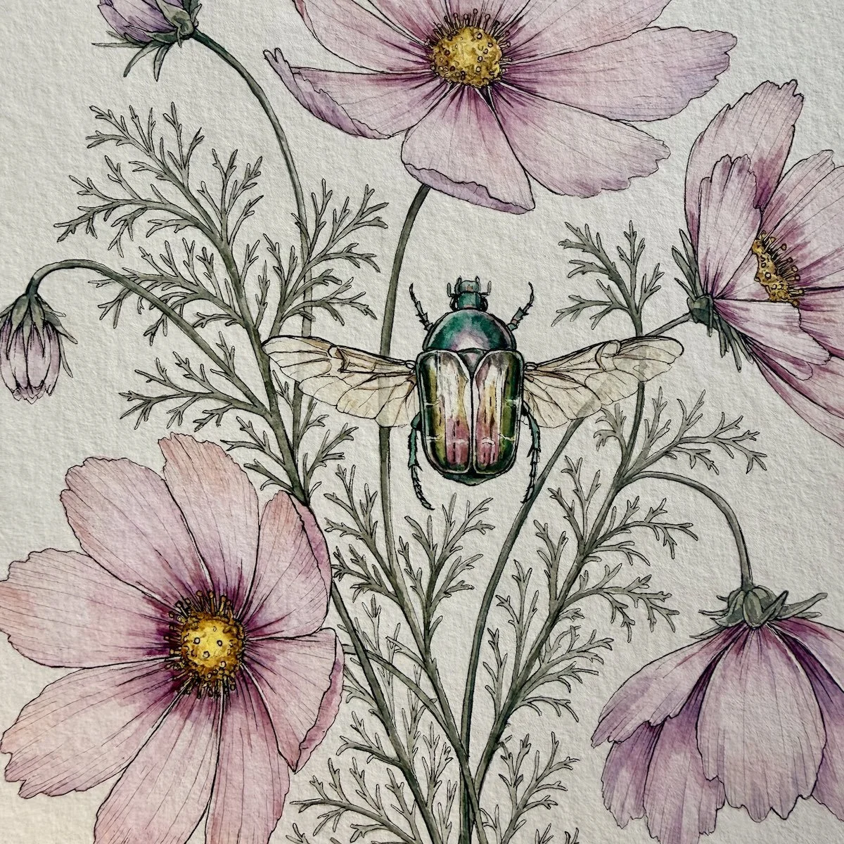 Cosmos & Rose Chafer