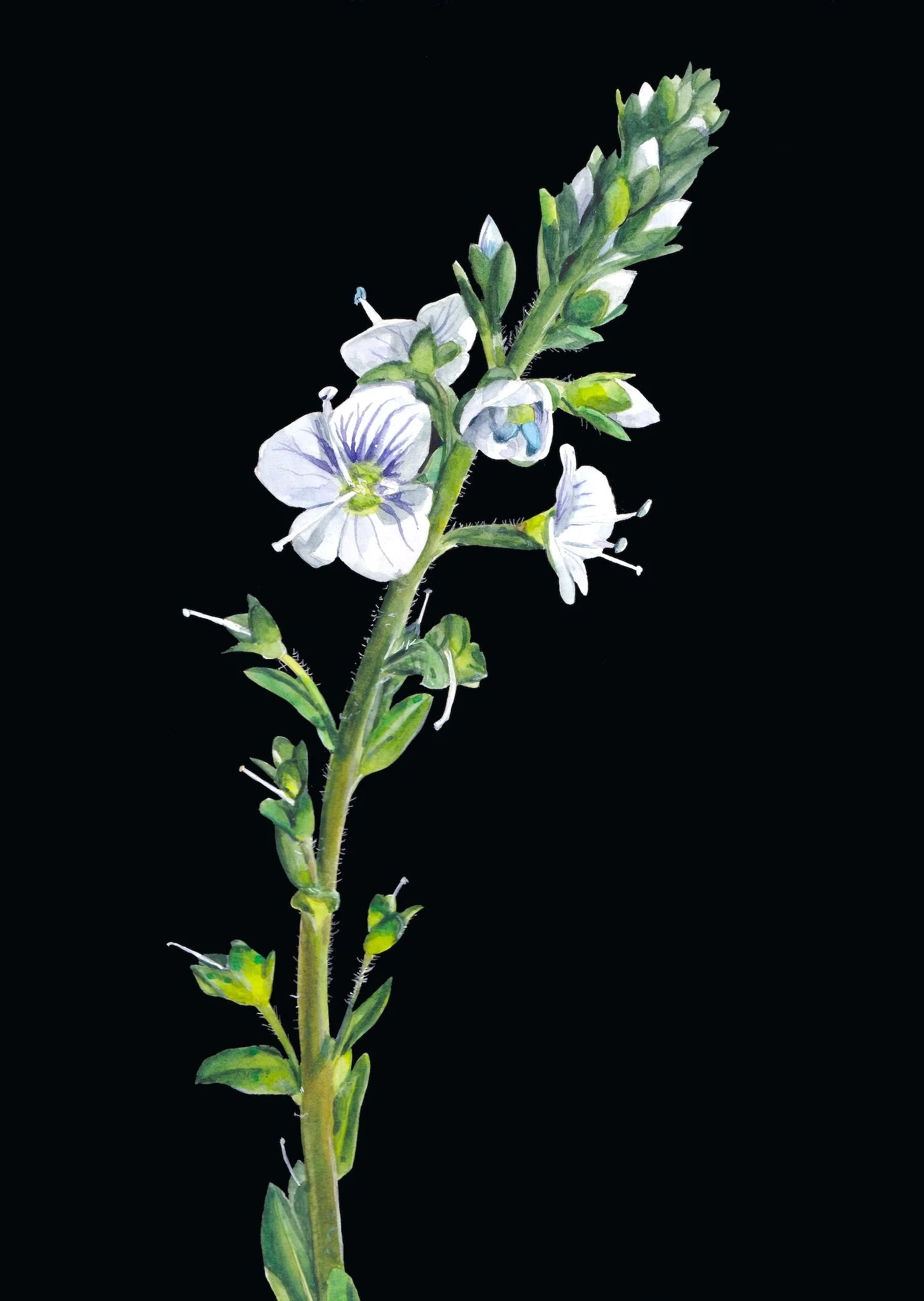 Watercolor botanical illustration of thyme-leaved speedwell (Veronica serpyllifolia), showing delicate pale flowers with blue-violet veins, green buds and a slender stem on a plain background.