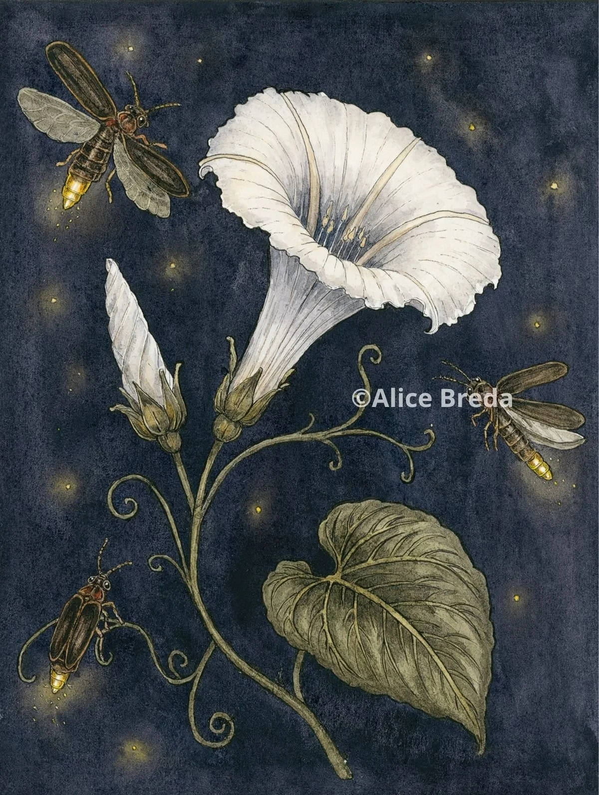 Original botanical watercolor painting of a white moonflower (Ipomoea alba) with green leaves and glowing fireflies against a dark blue night sky