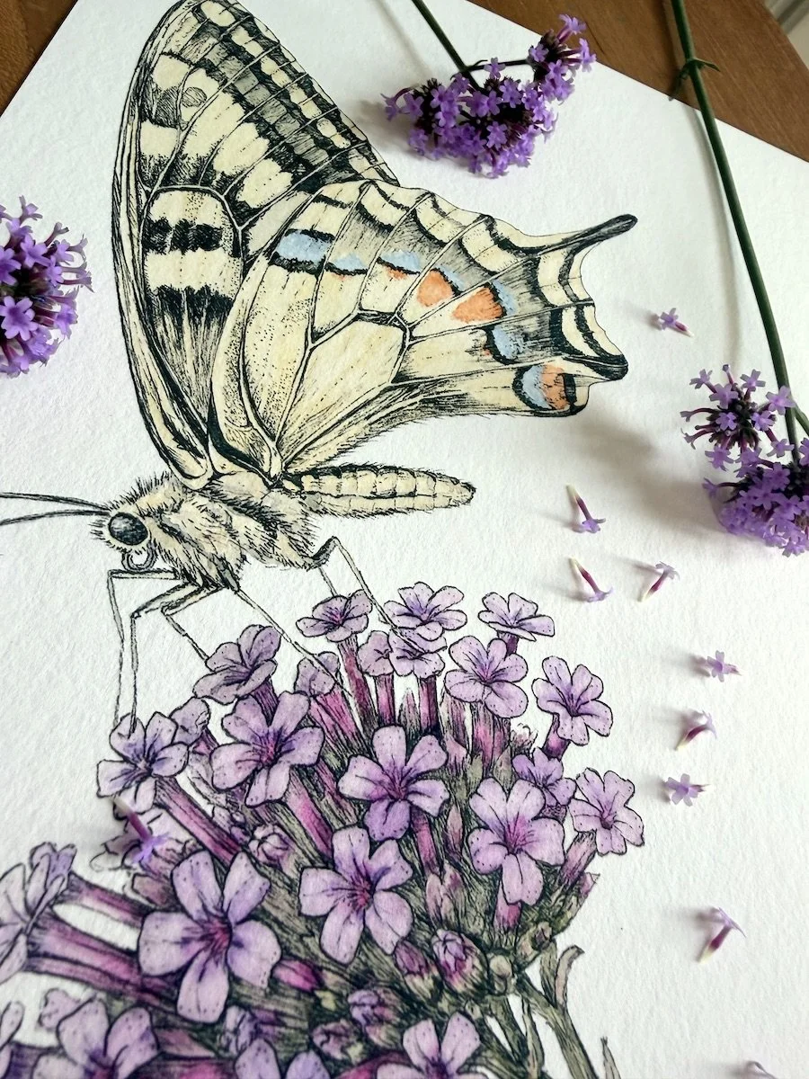 Original botanical painting of a swallowtail butterfly and Verbena bonariensis, hand painted in watercolor and ink and photographed with fresh flowers.