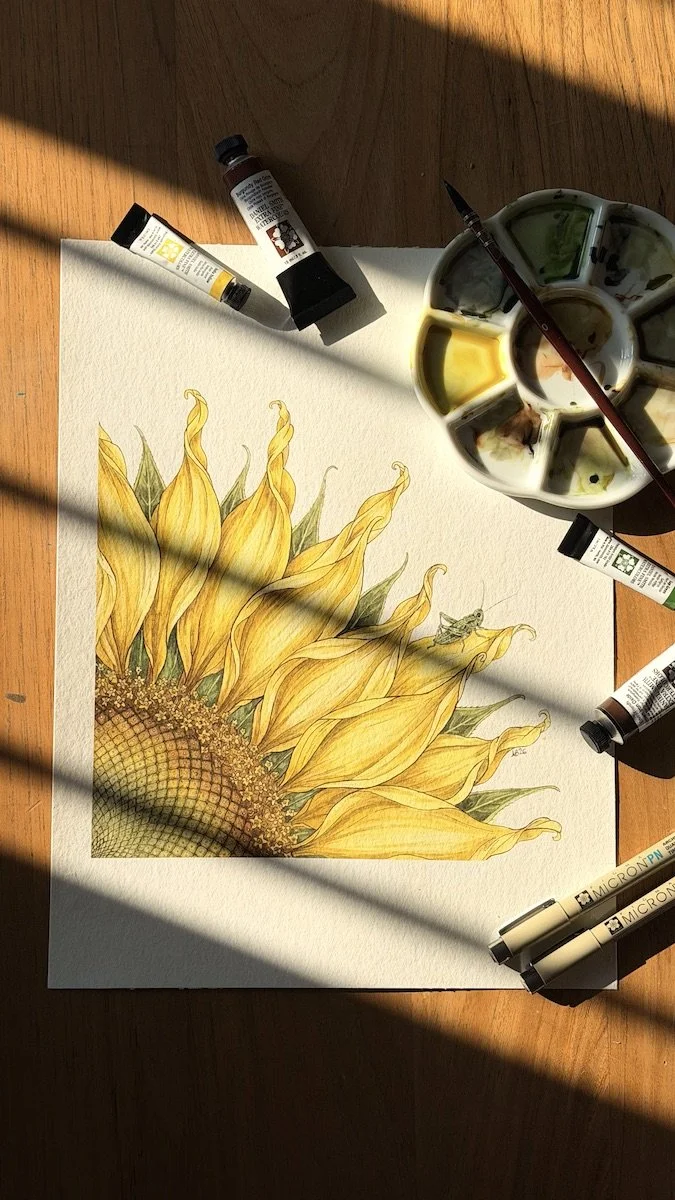 Watercolour and ink botanical painting of a sunflower (Helianthus annuus) with a small green grasshopper. Artist's workspace showing palette, paints and the original artwork in progress.
