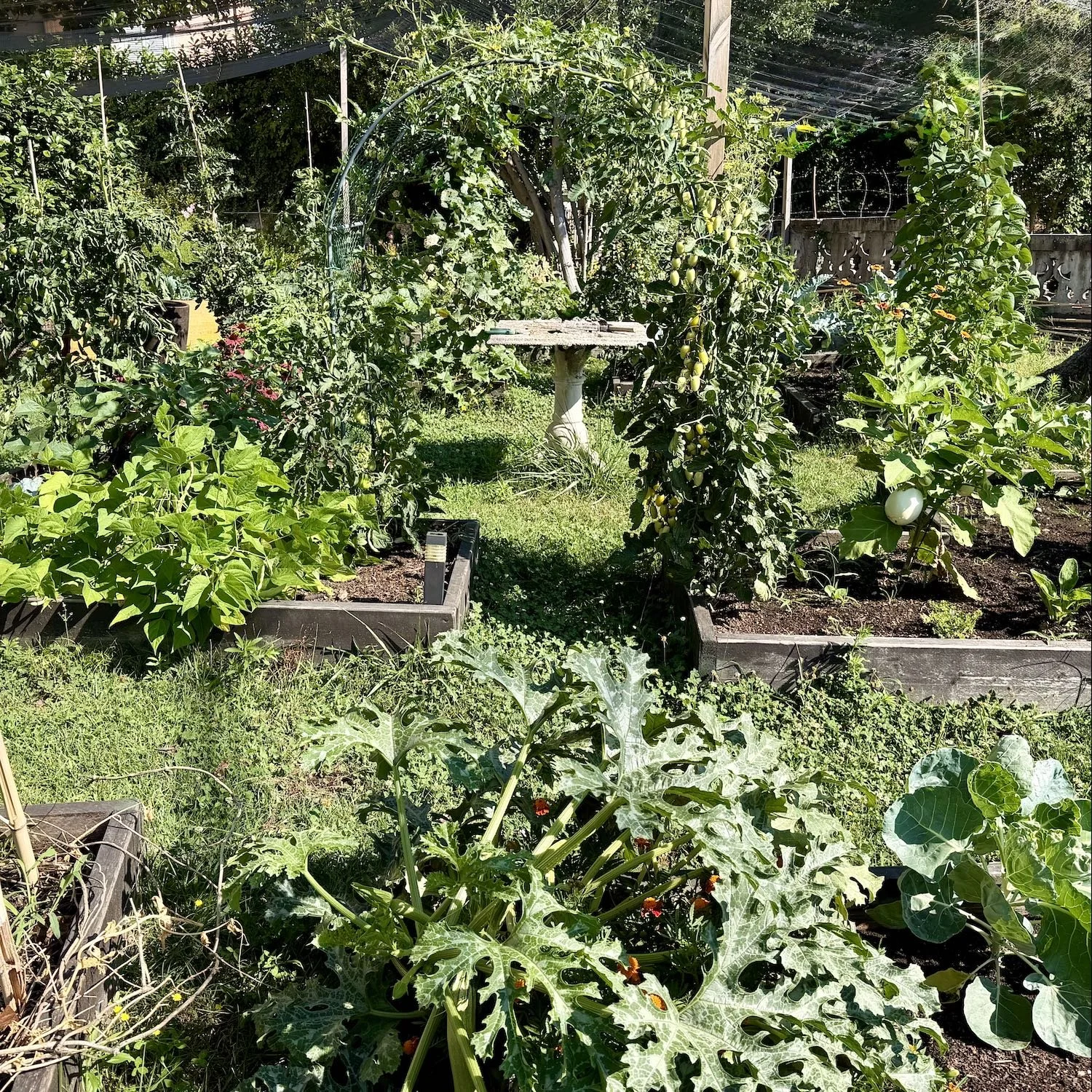 No-dig vegetable garden in Northern Italy with raised beds growing tomatoes, eggplants, zucchini, brassicas, and other seasonal vegetables.