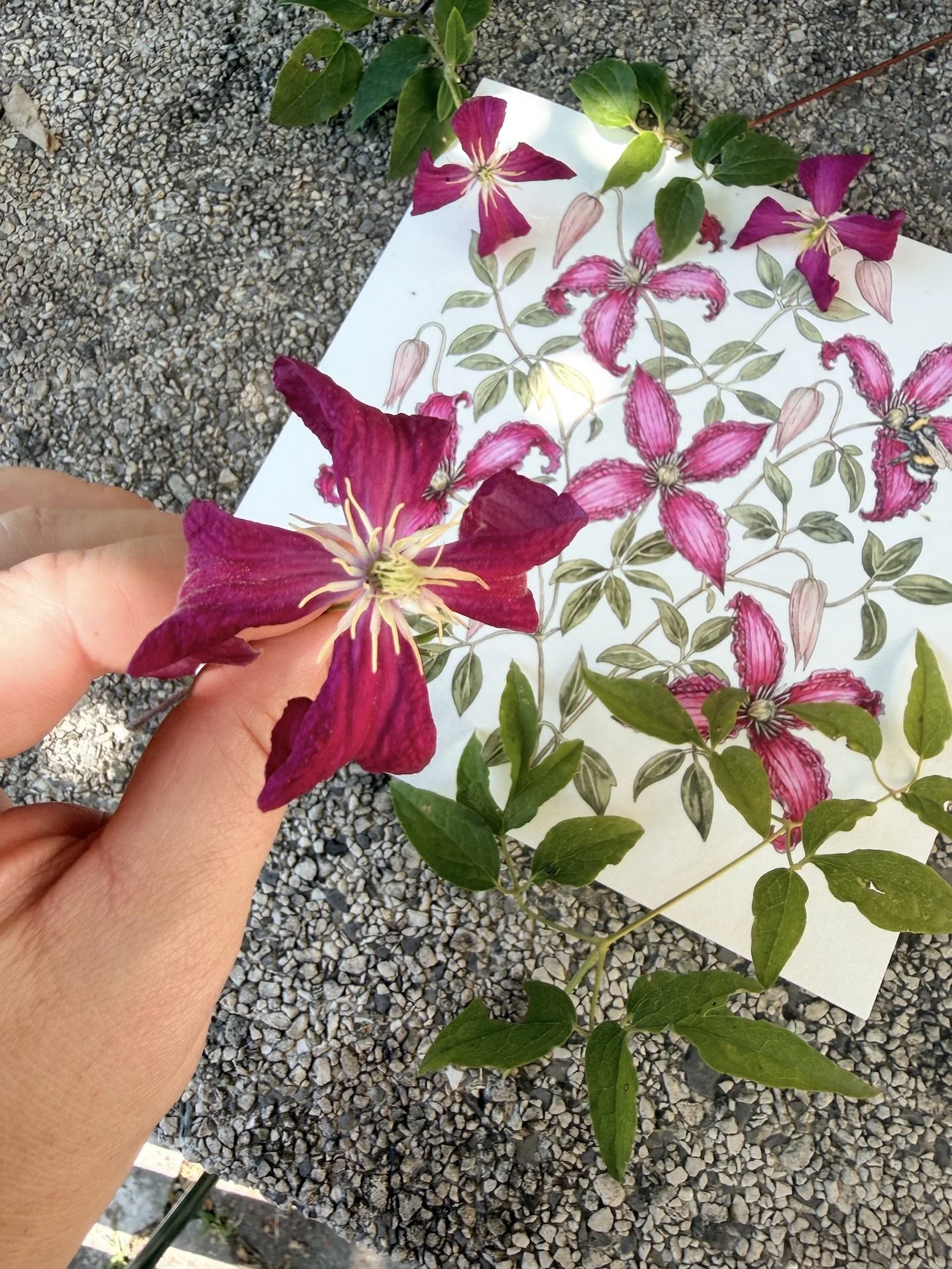 clematis-reference-botanical-watercolor.jpg