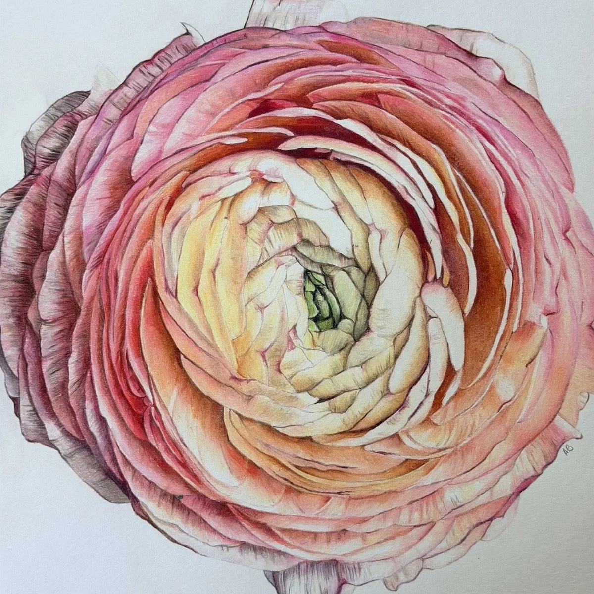 Ranunculus
