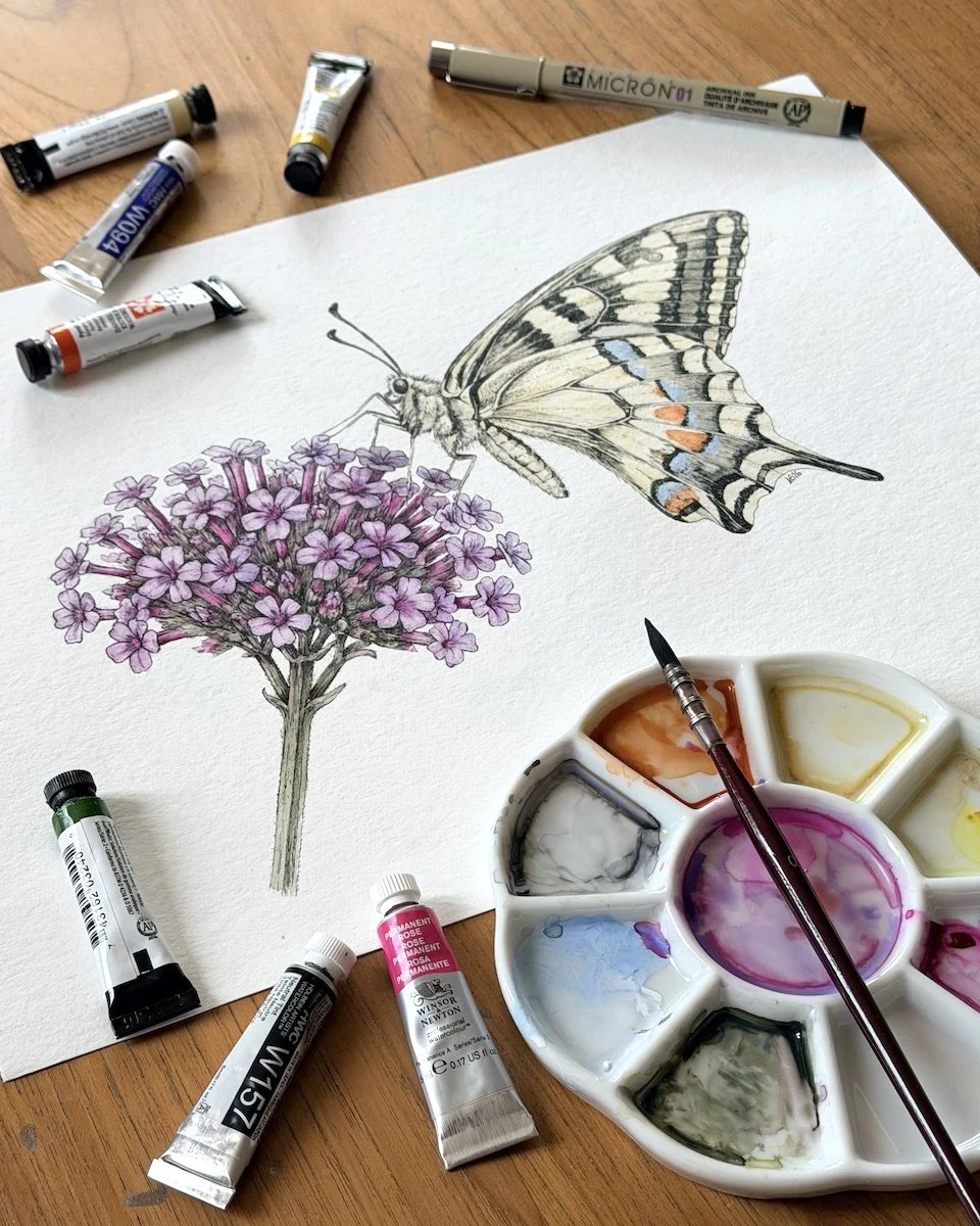 Original botanical painting of a swallowtail butterfly on Verbena bonariensis photographed with the watercolor palette, brushes and ink used to create it.