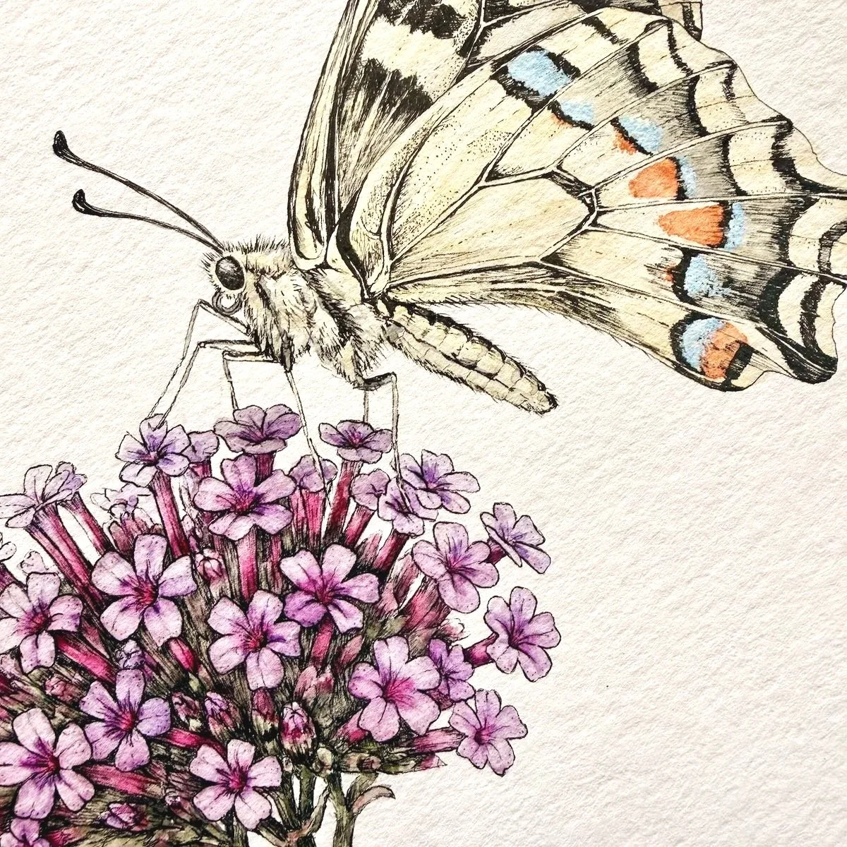 Swallowtail Butterfly & Verbena