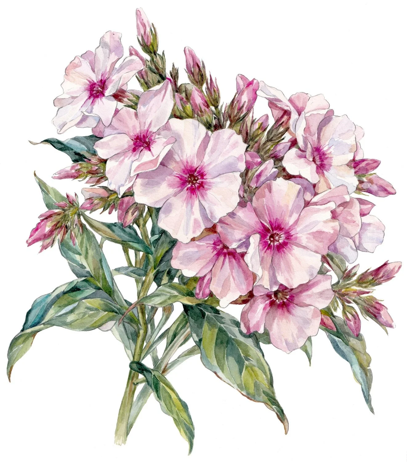 Phlox paniculata ‘Bright Eyes’