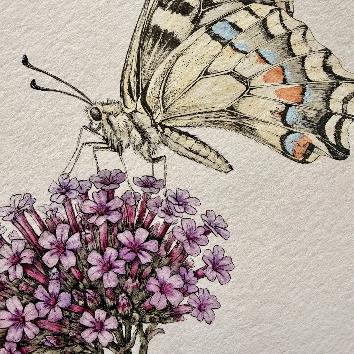 Swallowtail & Verbena Botanical watercolor and ink painting of a swallowtail butterfly feeding on purple verbena flowers by botanical artist Alice Breda.