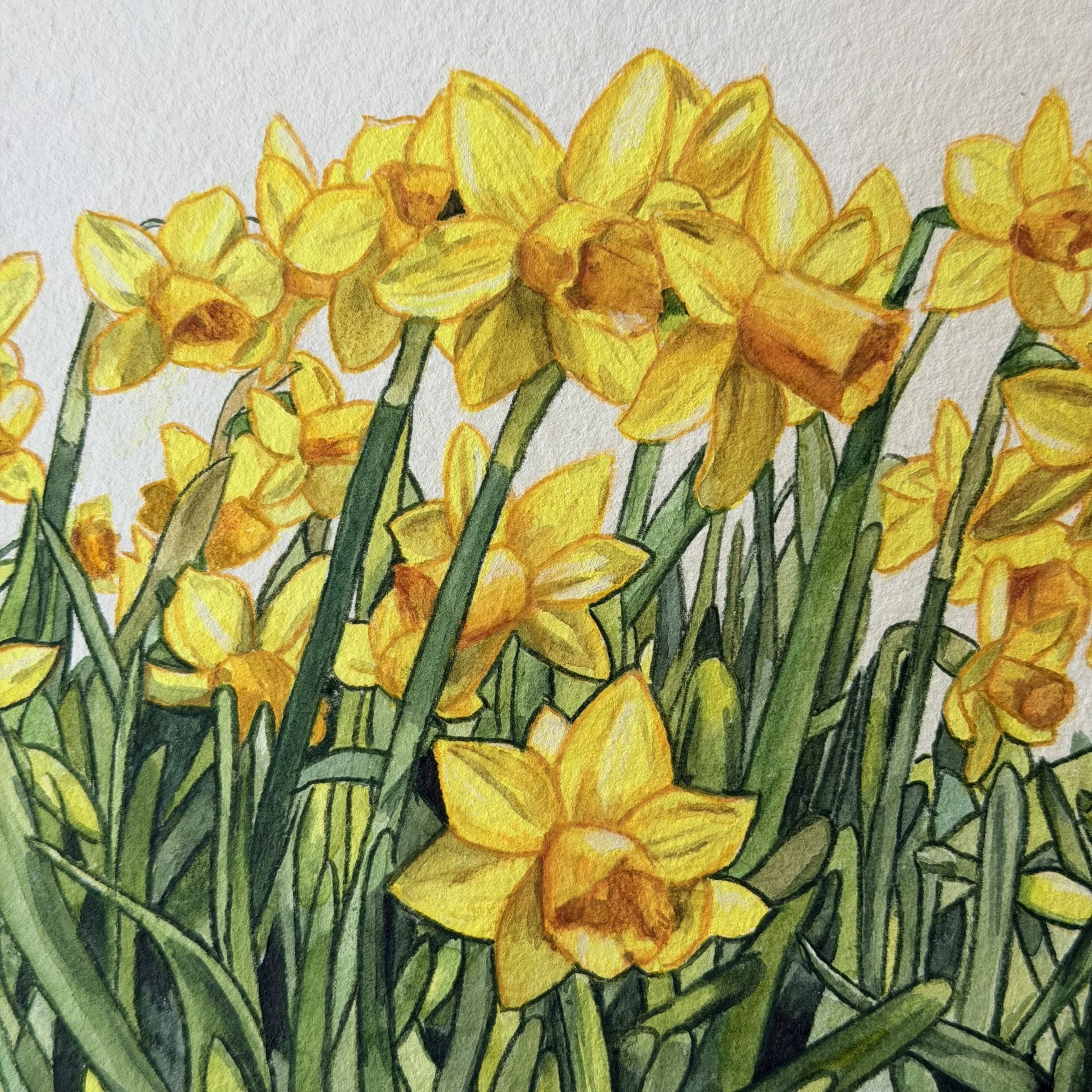 Daffodils