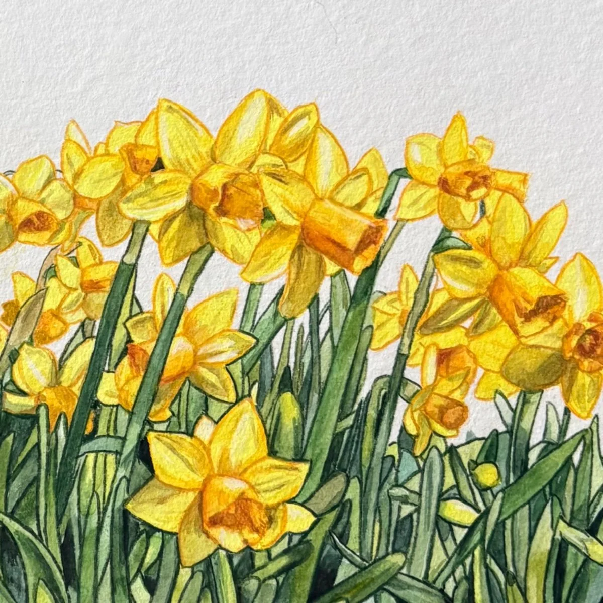 Close-up detail of my original botanical painting featuring yellow daffodils painted with watercolor and enhanced with colored pencils.