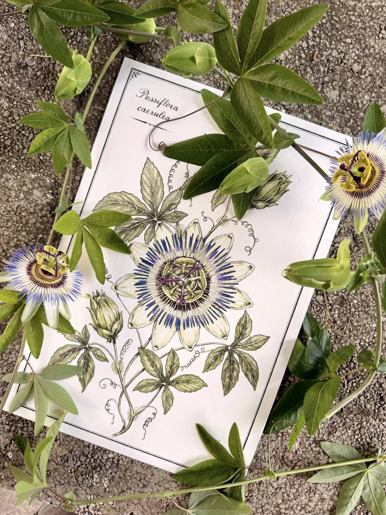 Passiflora caerulea botanical watercolour surrounded by fresh passionflower leaves, buds and flowers from the garden
