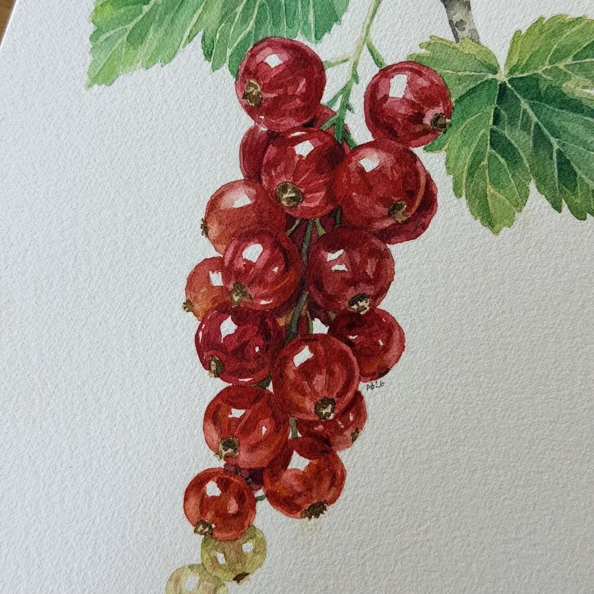 Red Currants