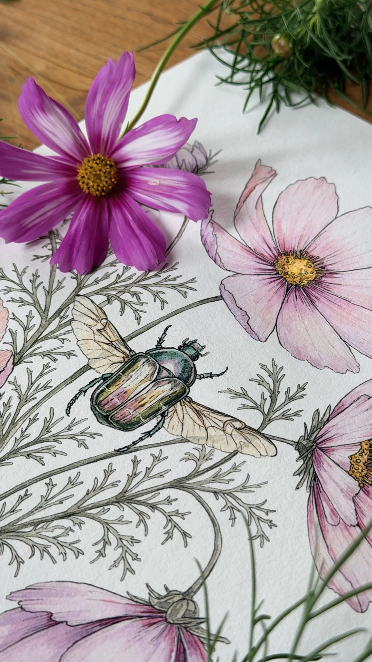 Close-up of my original botanical painting showing the iridescent Rose Chafer (Cetonia aurata) and soft pink Cosmos bipinnatus flowers.