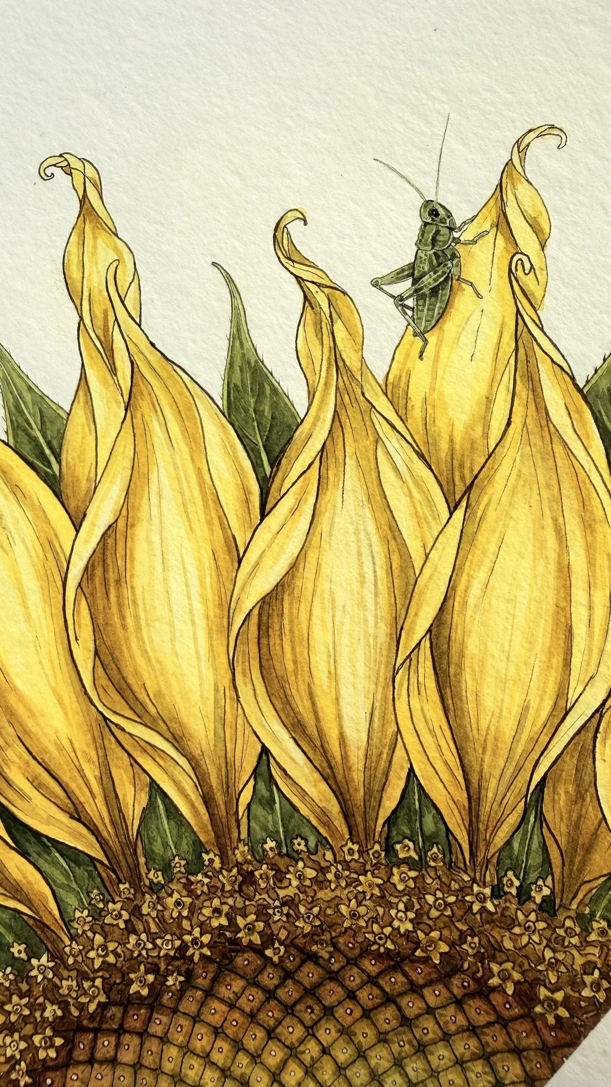 Detailed view of a botanical watercolour and ink painting featuring a green grasshopper perched on the petals of a sunflower (Helianthus annuus).
