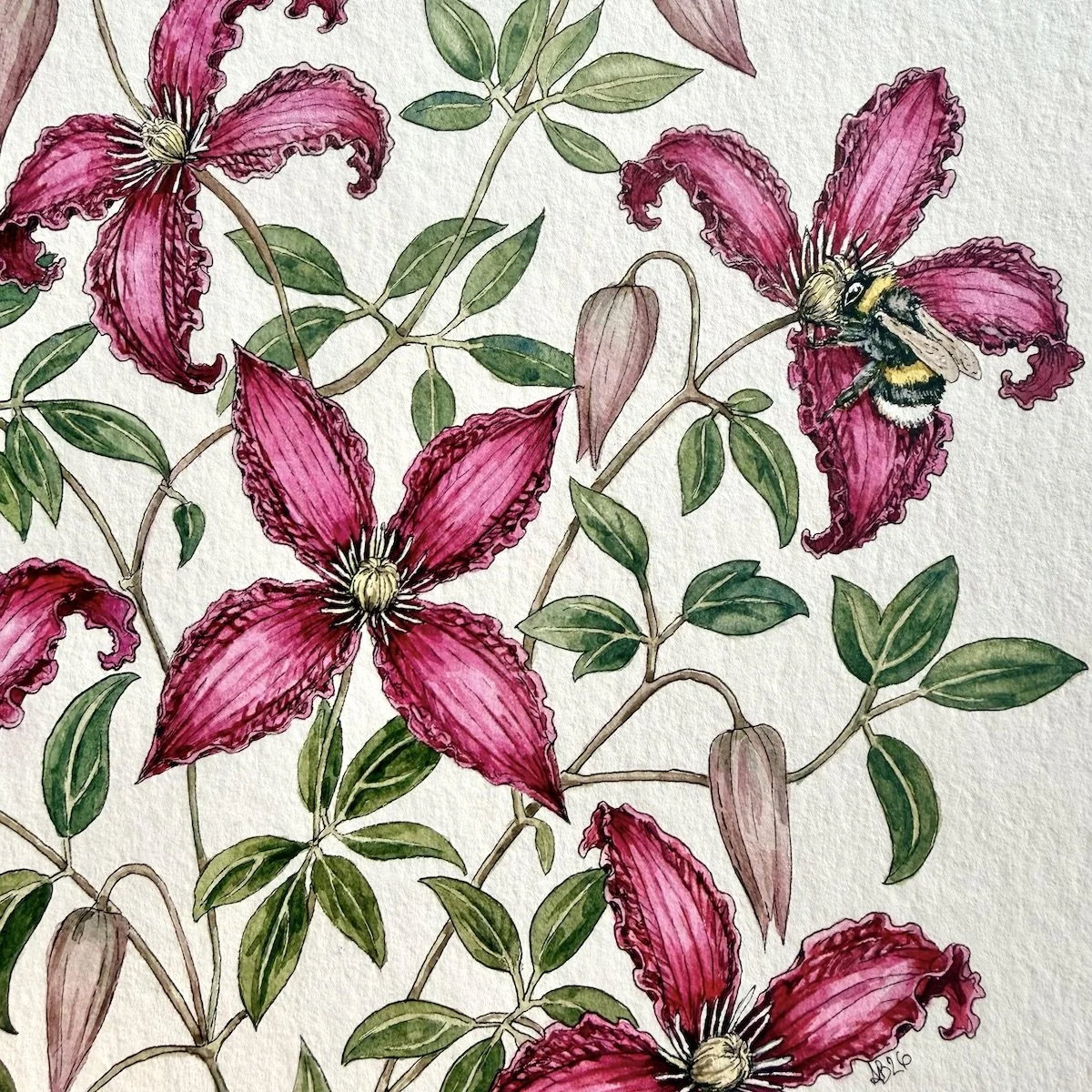 Detailed view of a botanical watercolor showing a bumblebee collecting pollen from a vibrant magenta clematis flower.