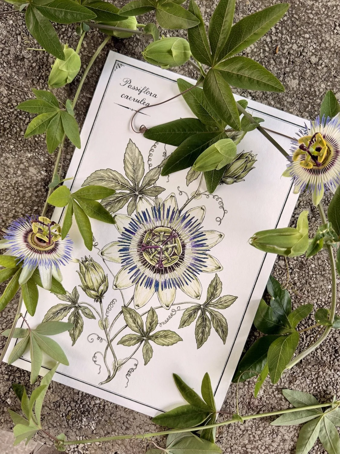 Botanical illustration of Passiflora caerulea surrounded by fresh passionflower vines and blooms from the artist's garden.