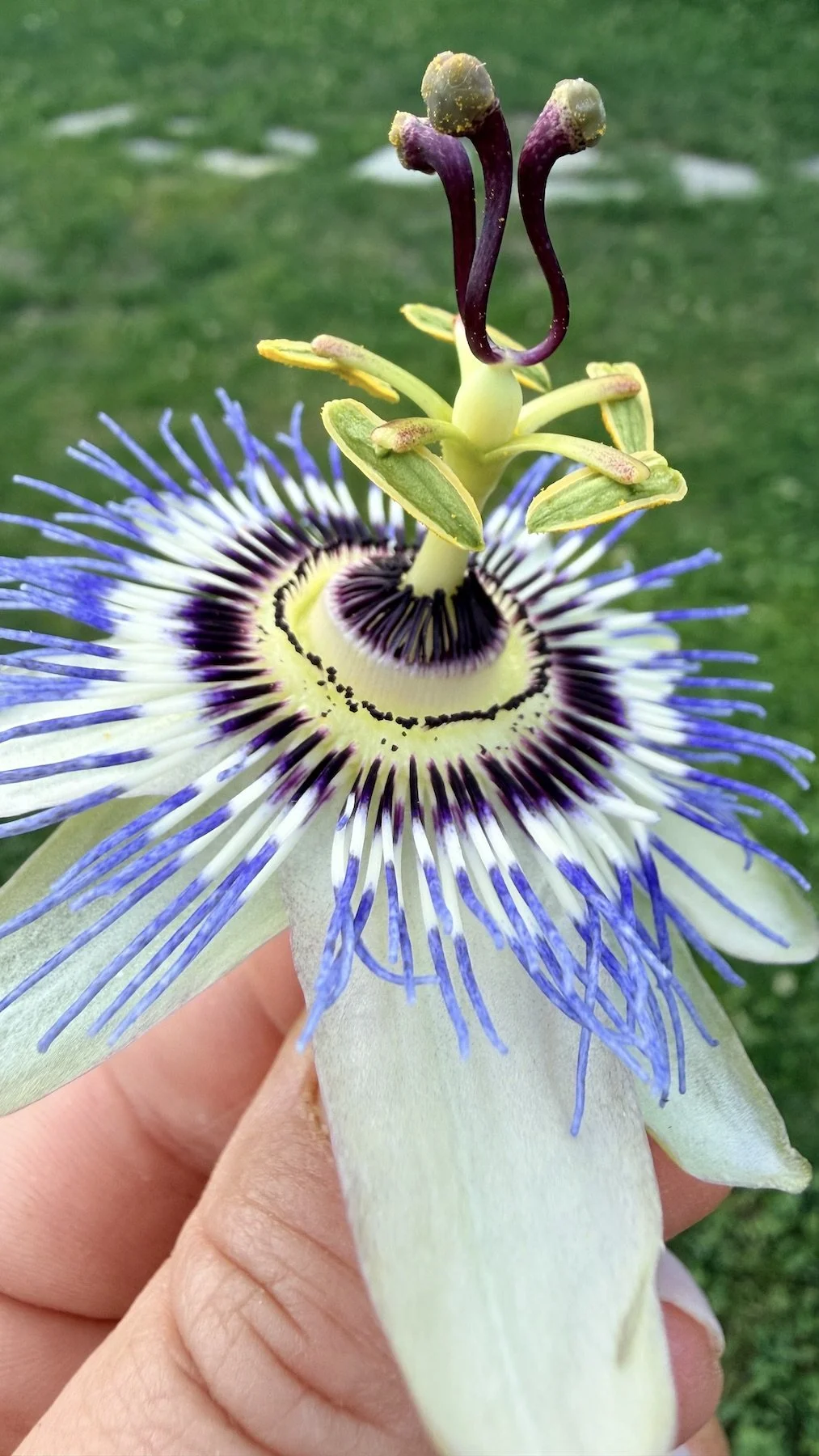 Close-up photograph of a Passiflora caerulea (Blue Passionflower) flower showing its intricate blue and white filaments and central reproductive structures.