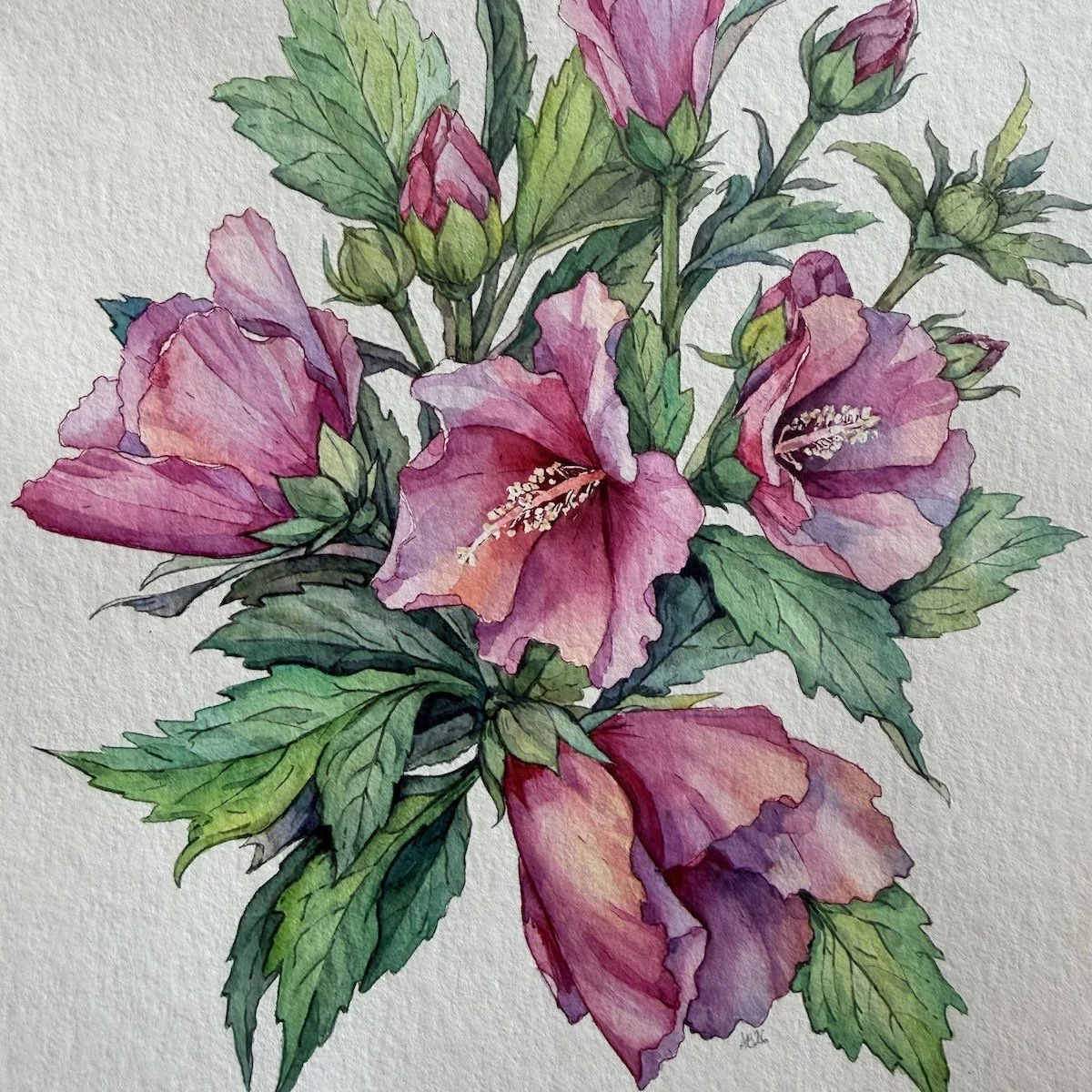 hibiscus-botanical-watercolor-alice-breda.jpg