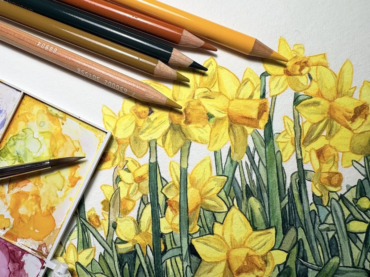 Close-up of the painting process showing layered watercolor washes and colored pencil details in my botanical daffodil artwork.