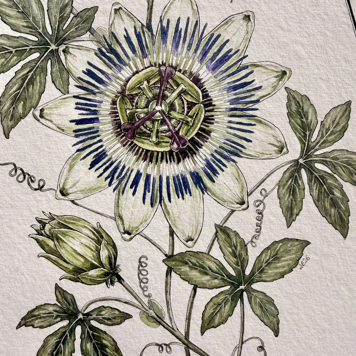 Passionflower