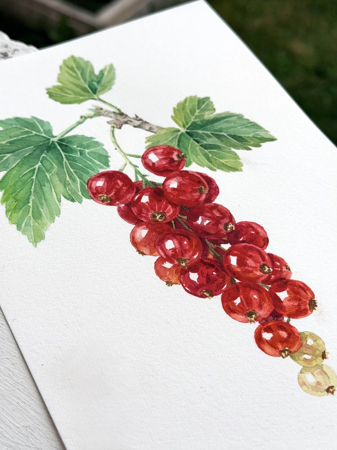 Close-up of an original watercolor and ink painting of a redcurrant branch (Ribes rubrum) with translucent red berries and green leaves