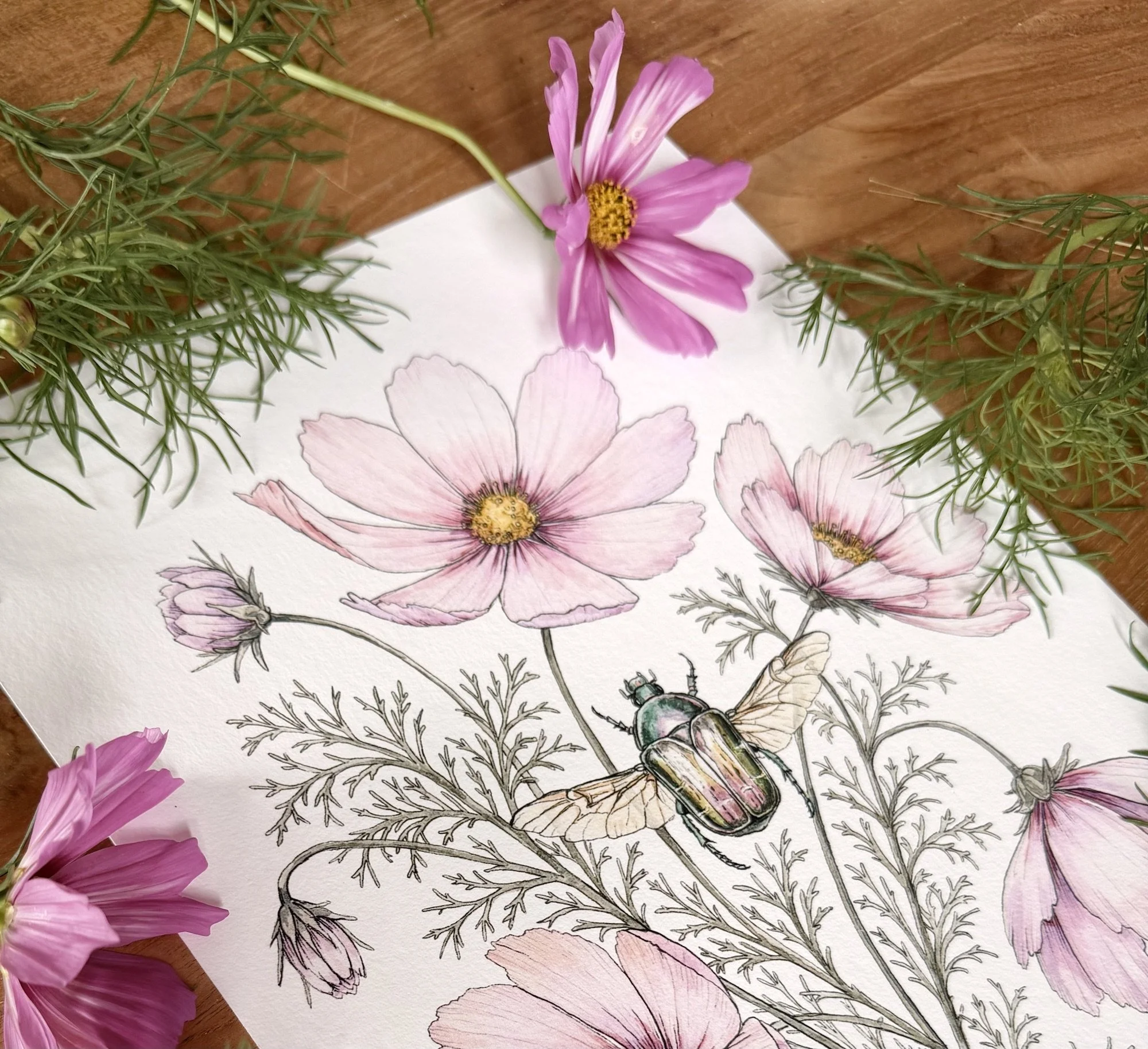 Original botanical watercolour painting of cosmos flowers and a rose chafer beetle by botanical artist Alice Breda, inspired by plants grown in her garden in Northern Italy.