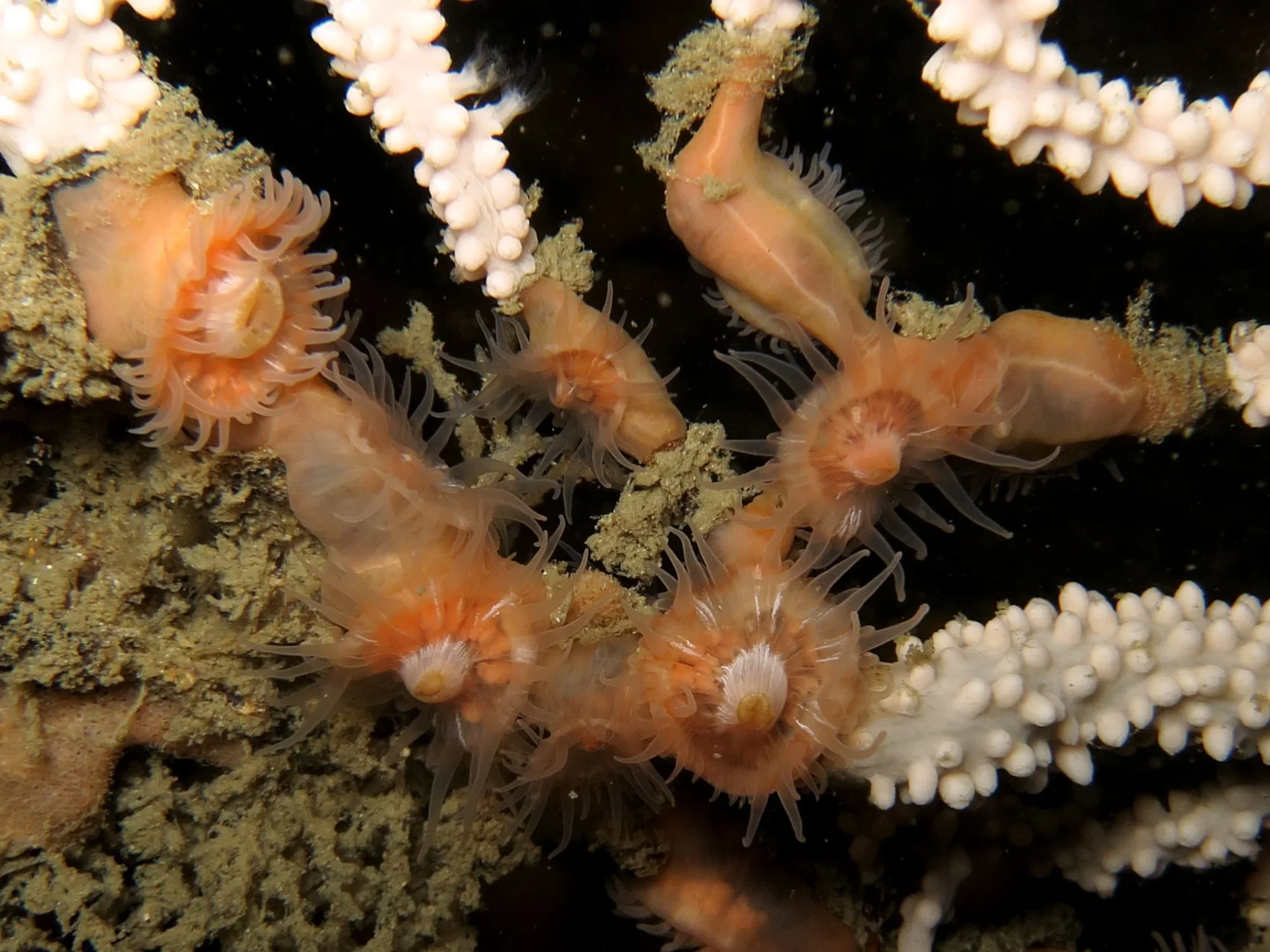 Orange seafan Anemones underwater that look like fingers
