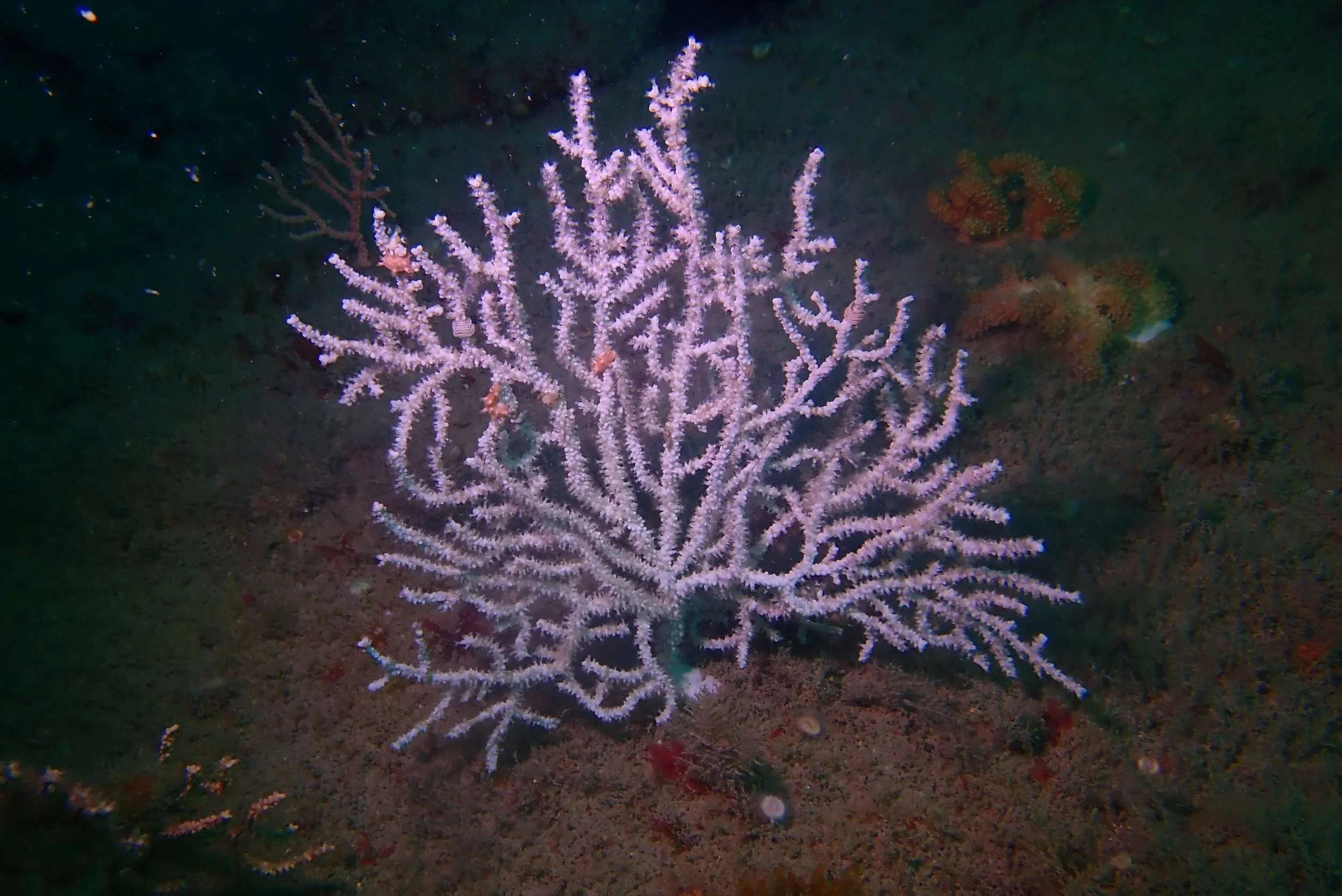 Underwater scene featuring a large, purple seafan coral with intricate branching. Dark ocean floor and some other coral formations in the background.
