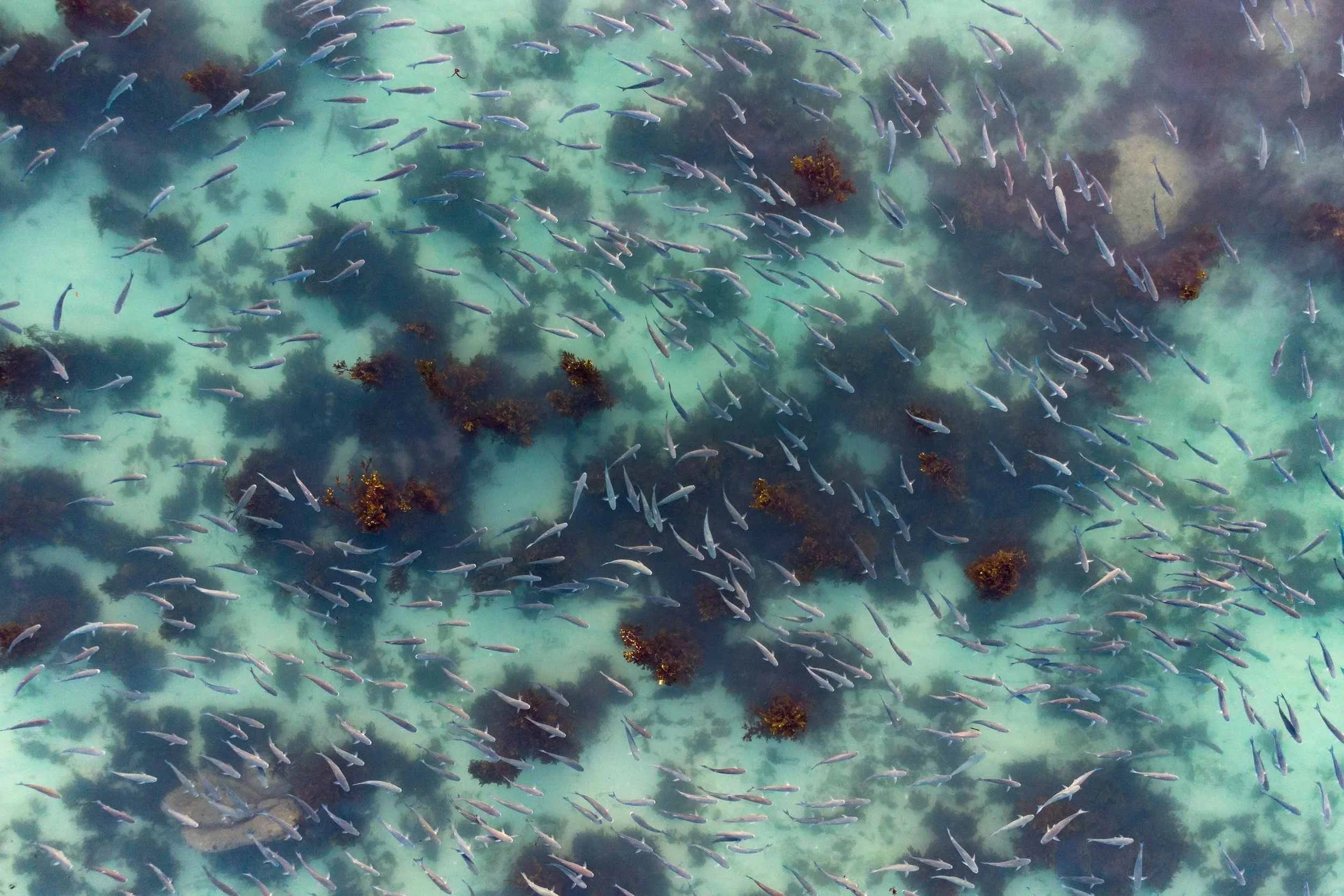 An aerial view of a large school of mullet fish swimming in clear water with visible underwater plants and rocks.