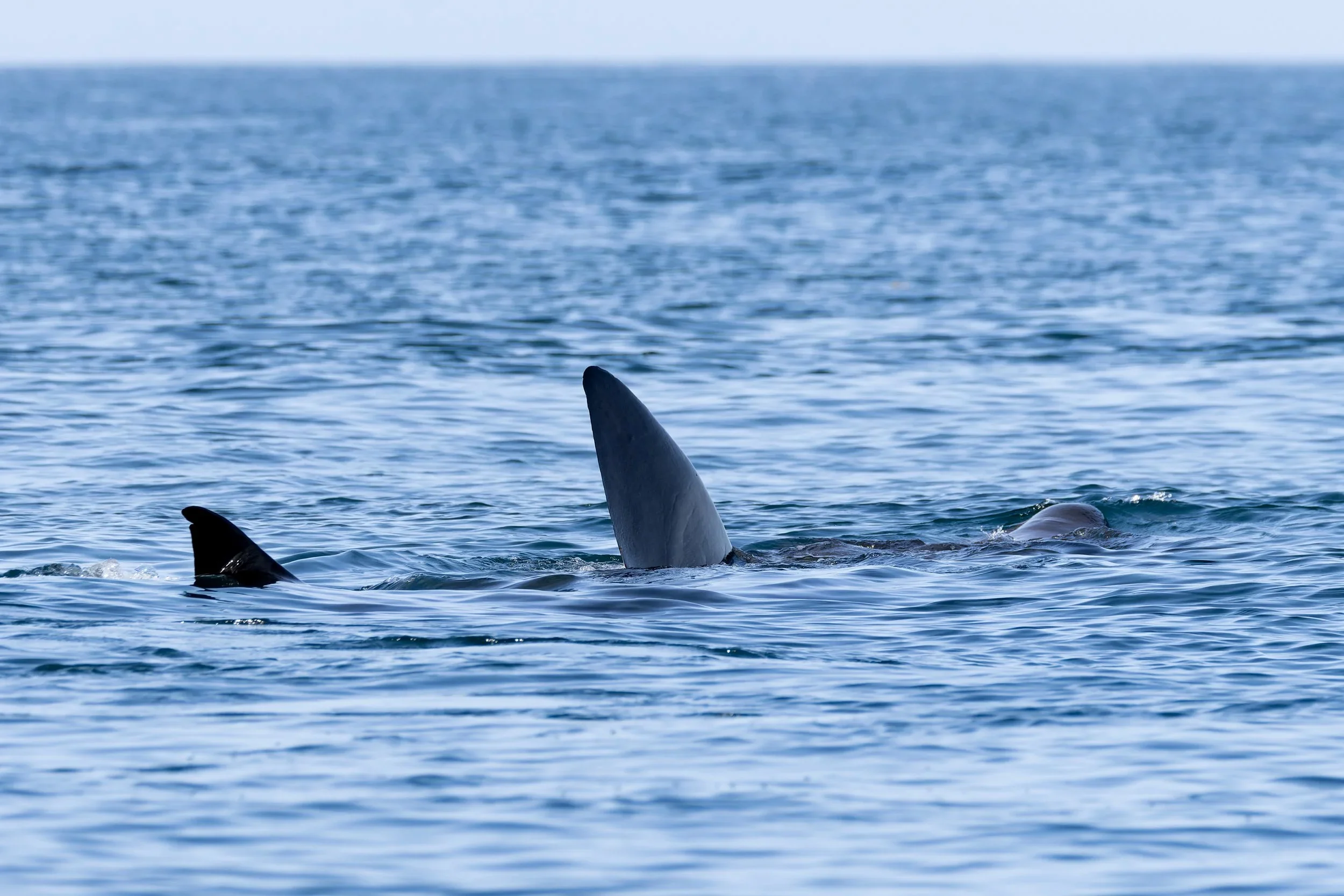 fins of a basking shark above the water's surface