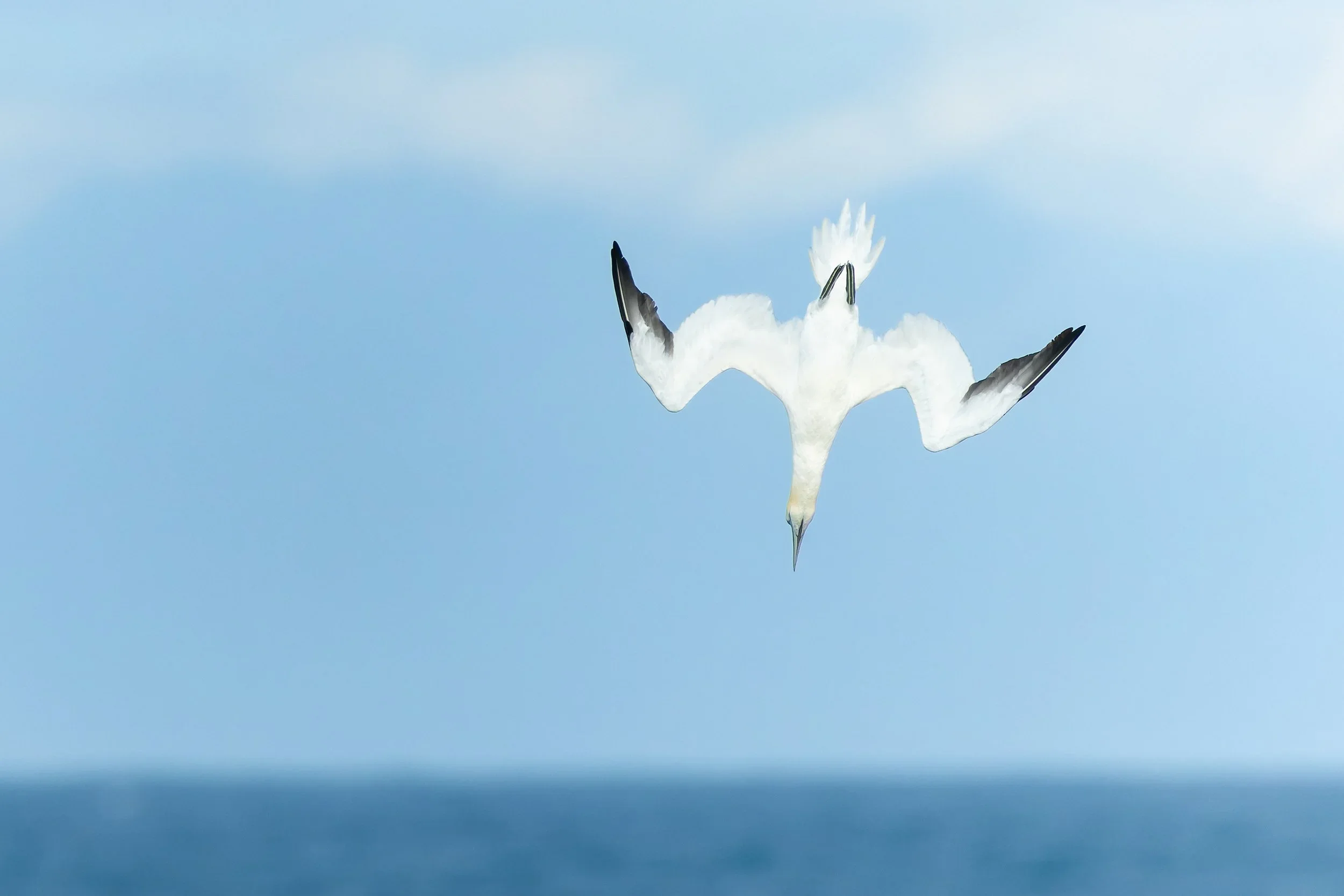 A gannet flying upside down against a clear blue sky.