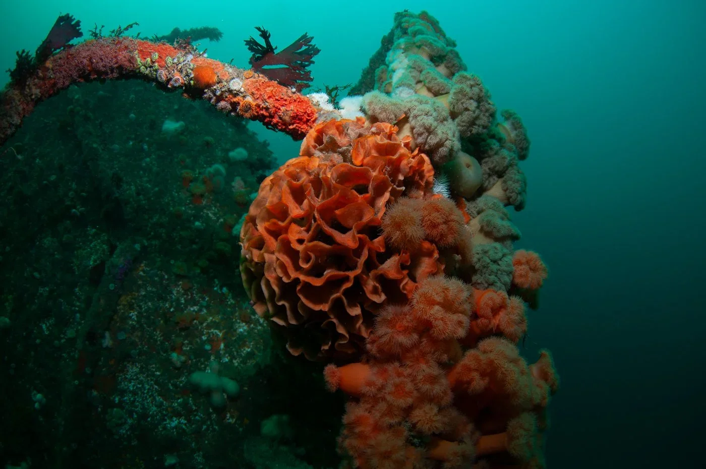 Underwater view of orange ross coral and marine life on a shipwreck.