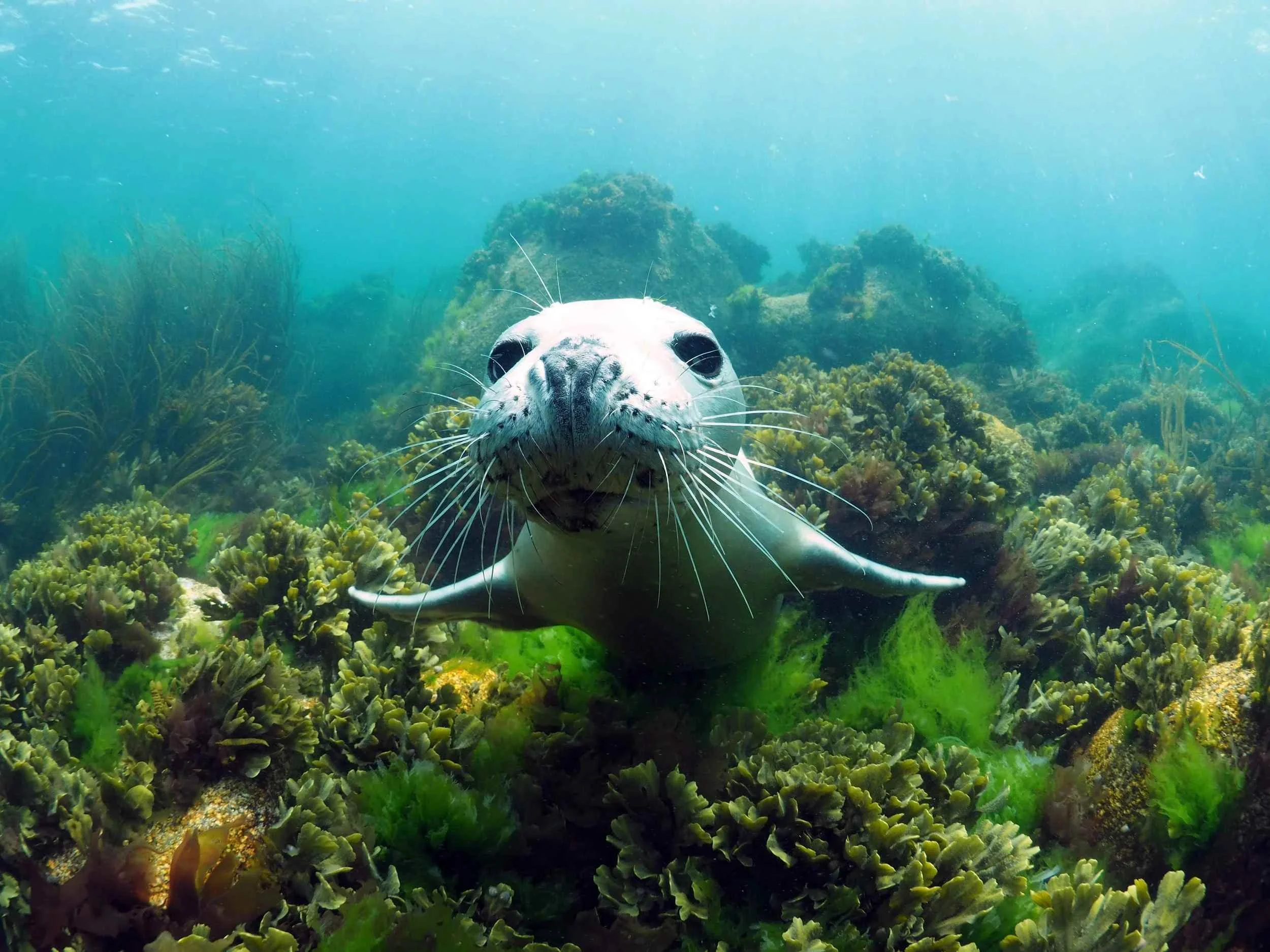 Underwater scene with a seal swimming over seagrass and reef