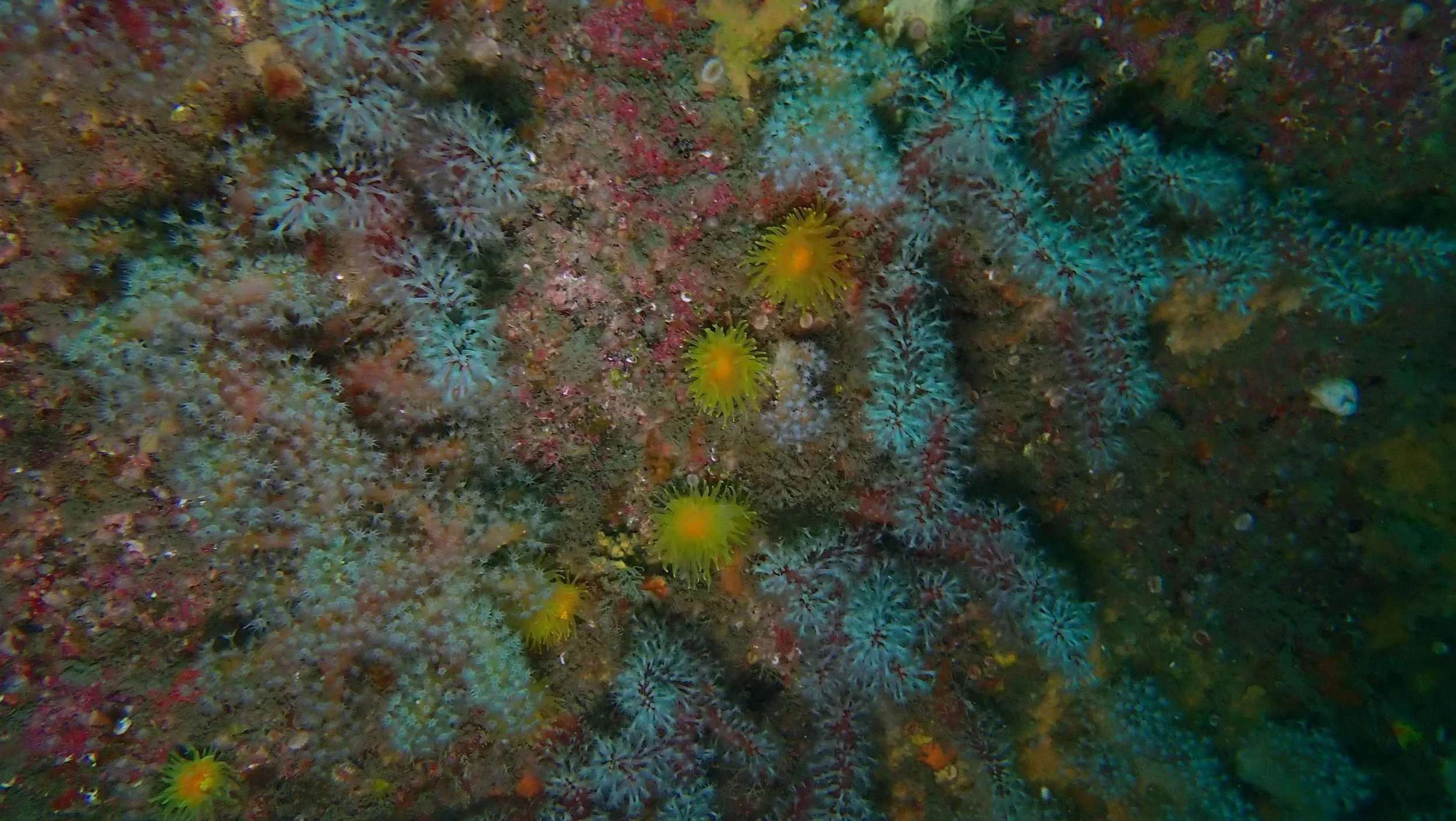 Underwater coral reef with with sunset cup coral on a wreck.