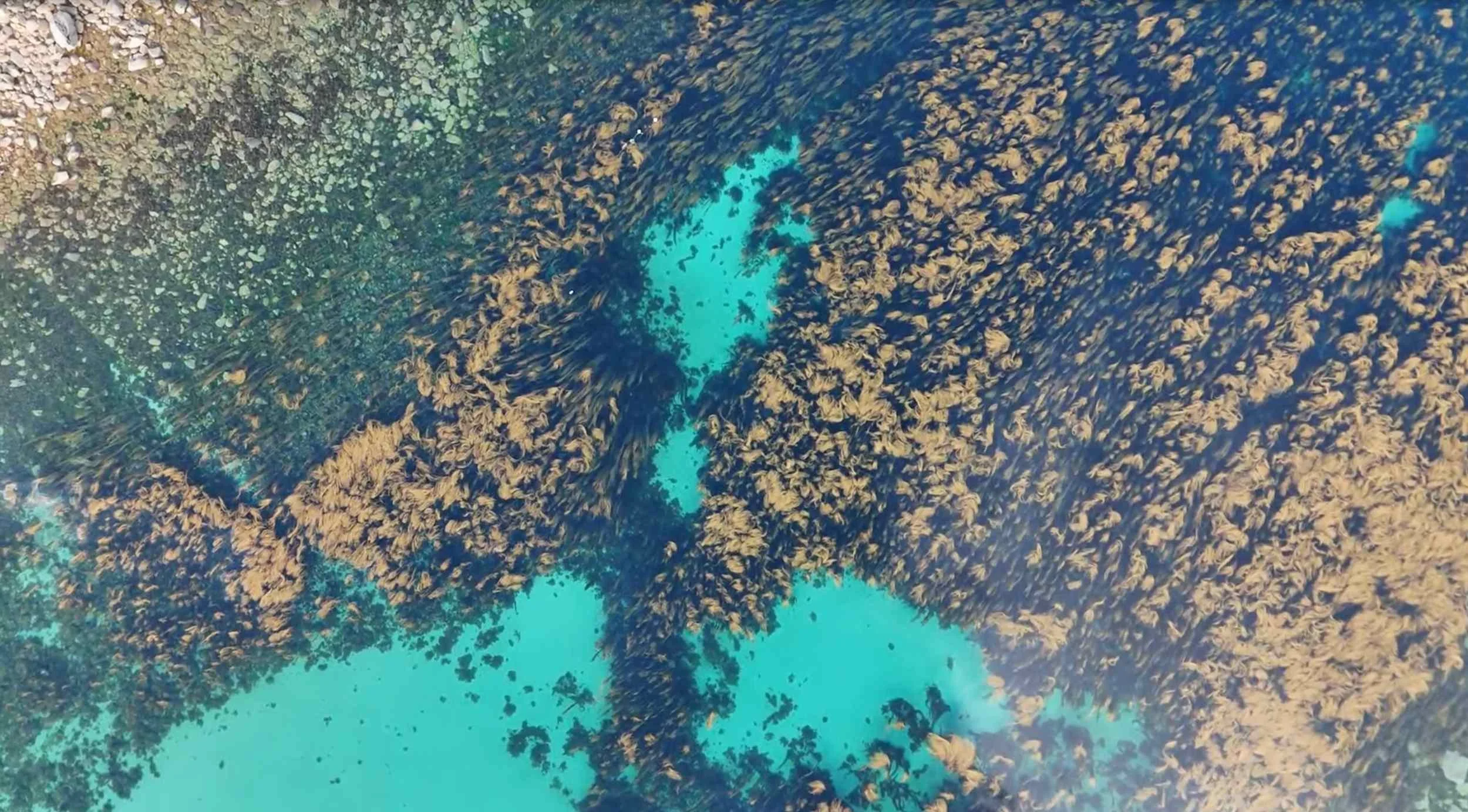 Aerial view of lots of seaweed with clear blue water and a still tide