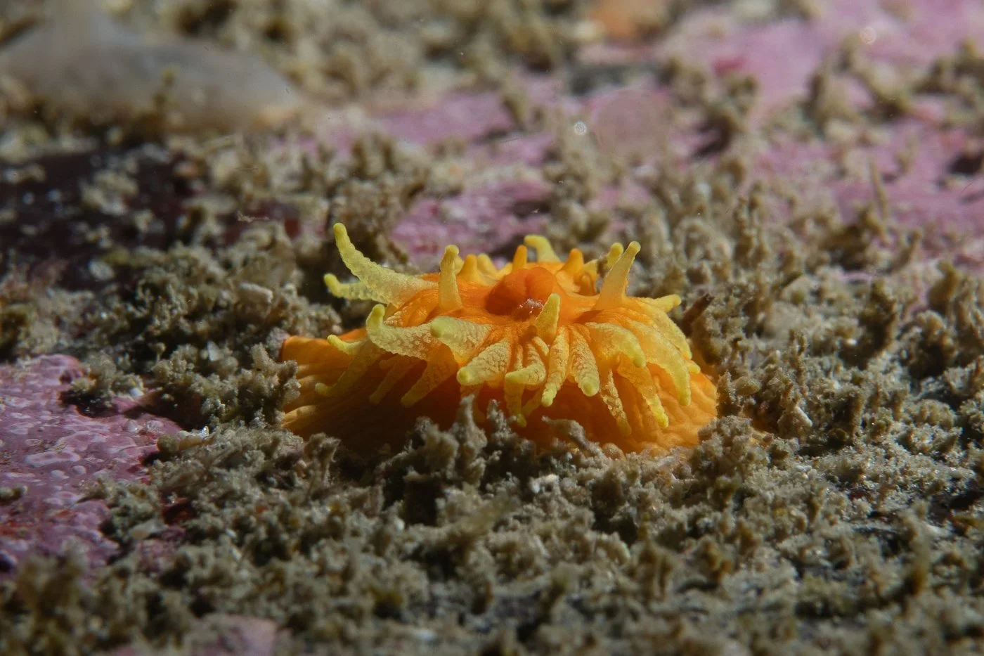 Close-up of a yellow nudibranch with orange markings on a coral reef, surrounded by sand and debris.