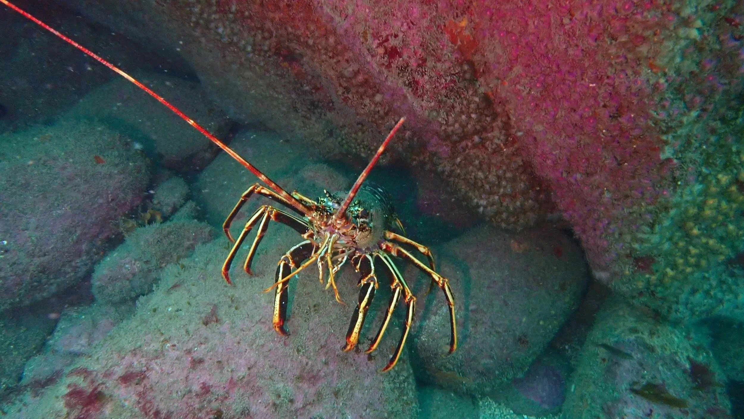 A spiny lobster crawfish underwater near a sandy ocean floor with rocks.