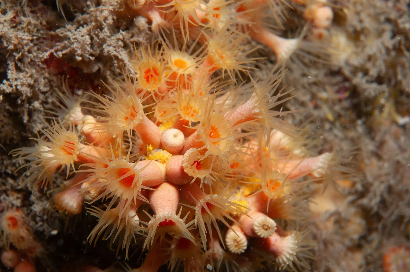 Close-up of a yellow-cluster anemone on a rocky reef underwater surface.