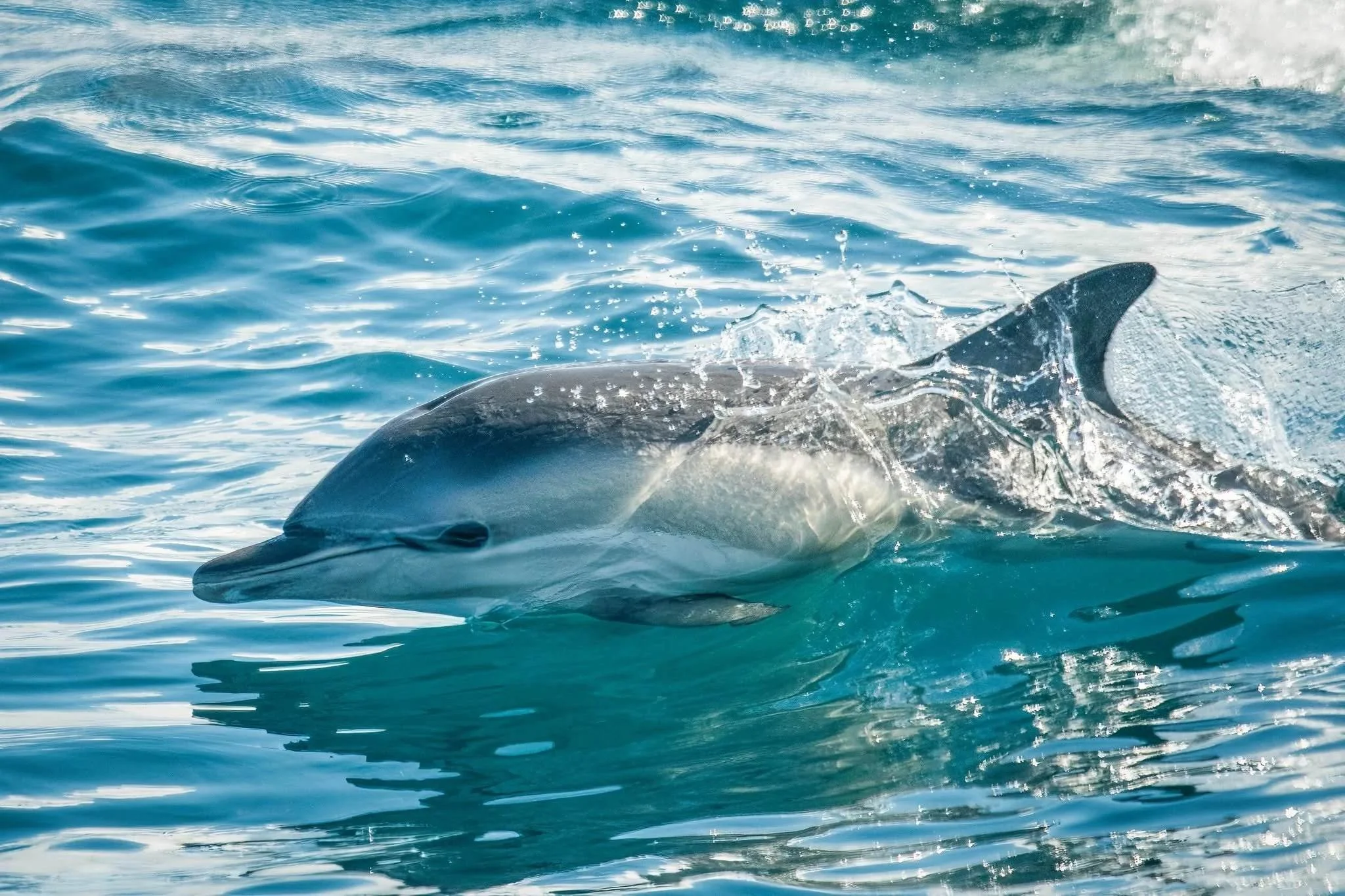 A common dolphin surfacing in the ocean with water splashing around its head.