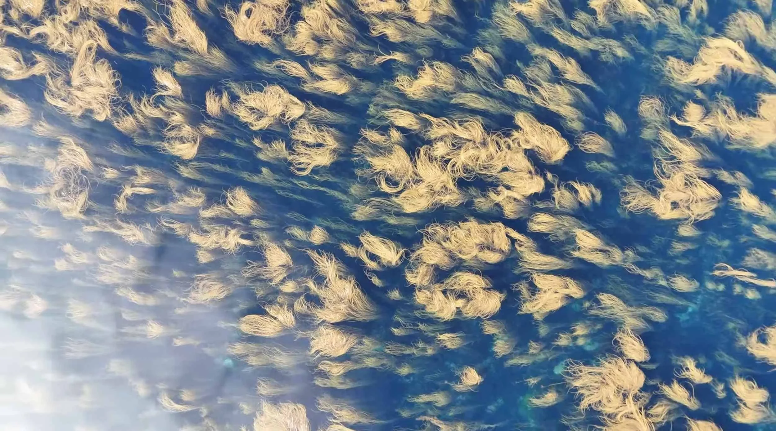 Aerial view of dense seaweed under body of water.