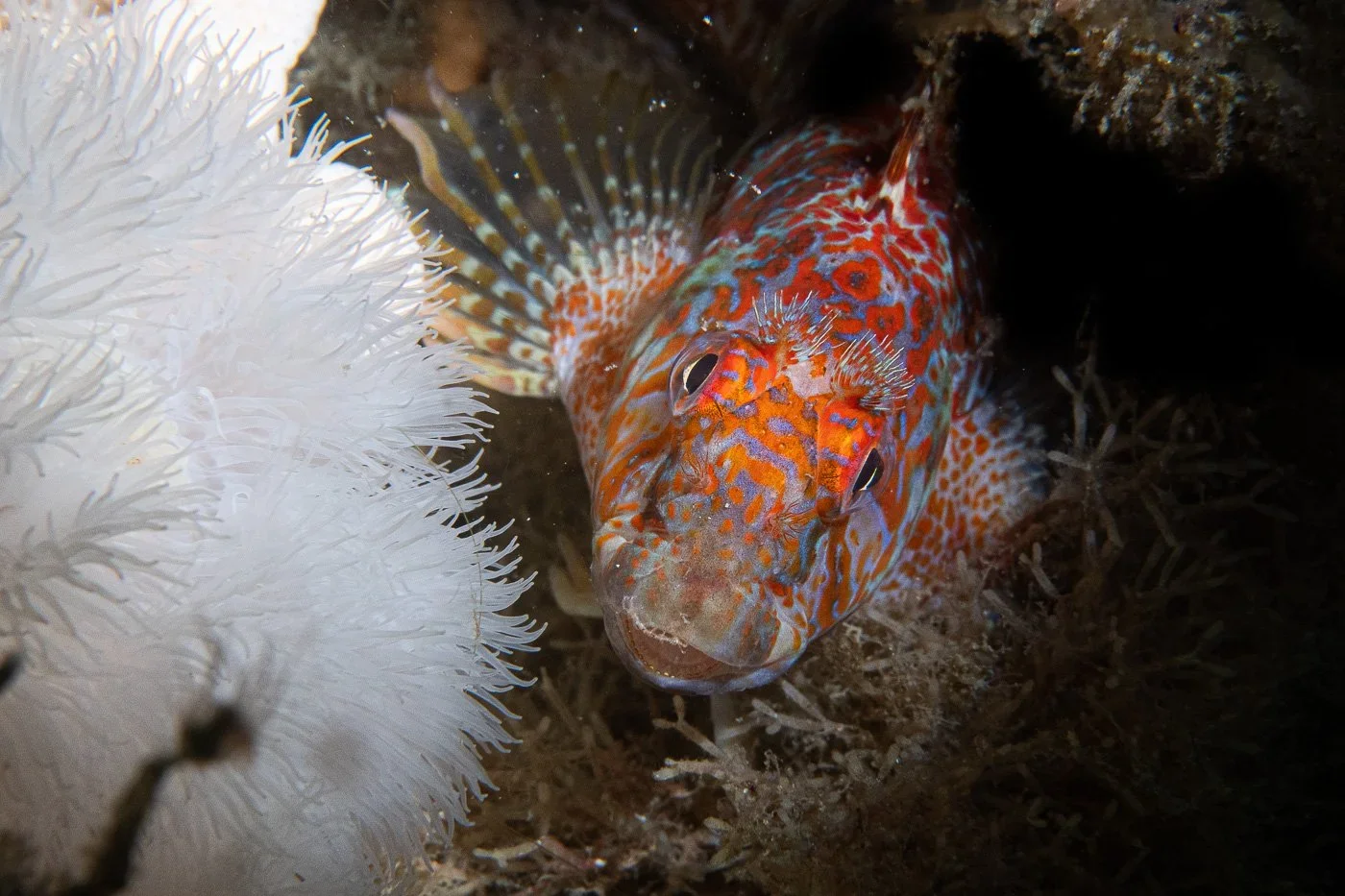 Colorful fish with orange, red, blue, and yellow patterns near white sea anemone underwater.
