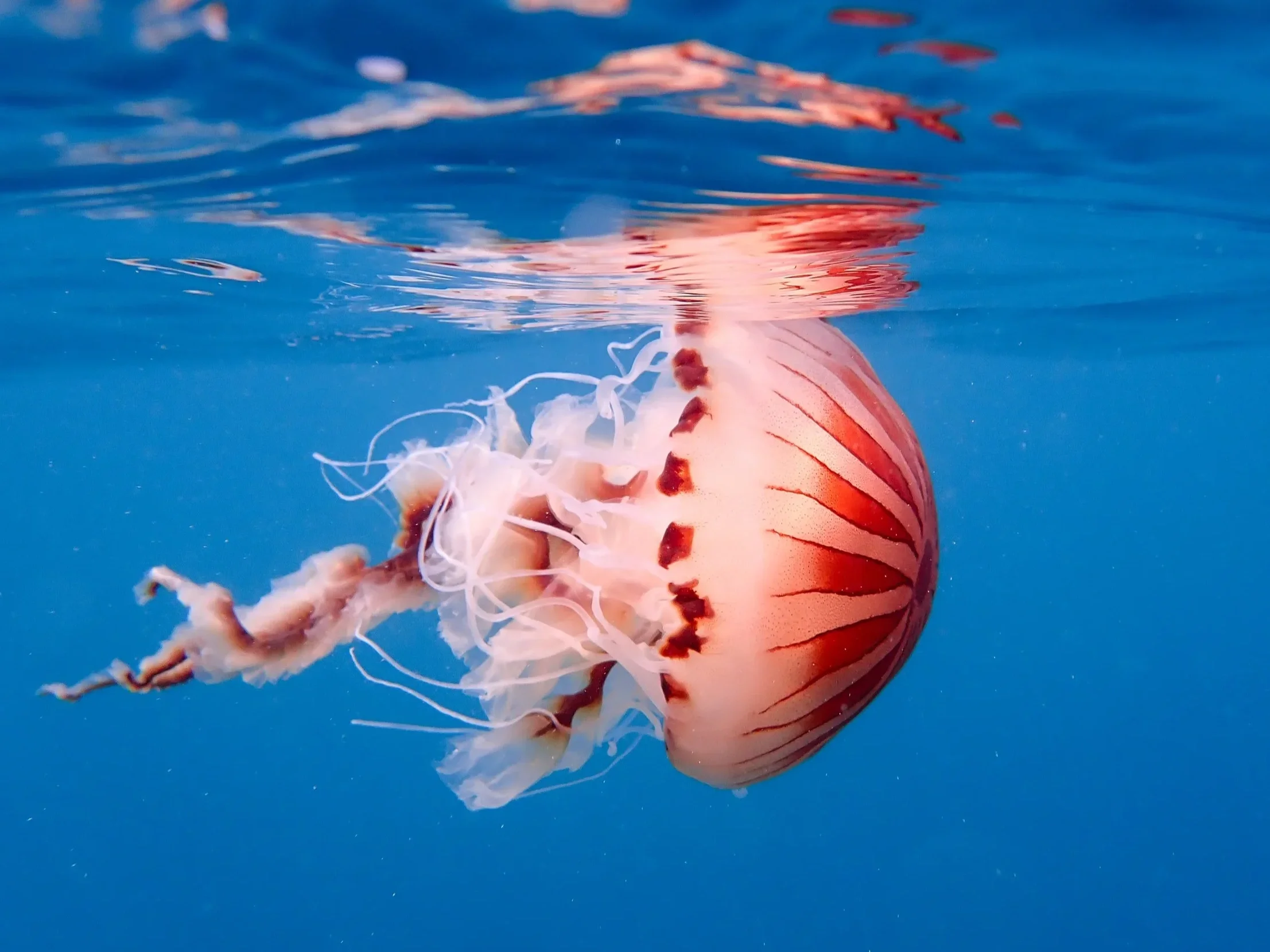 A compass jellyfish floating in blue water with partial reflection visible on the surface.