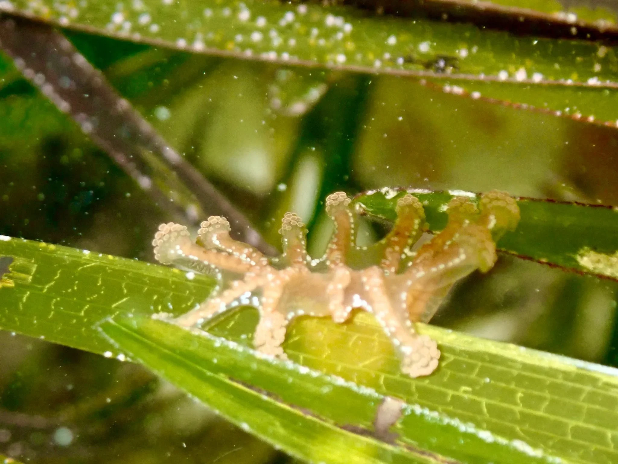 Close-up of stalked jellyfish on seagrass underwater.