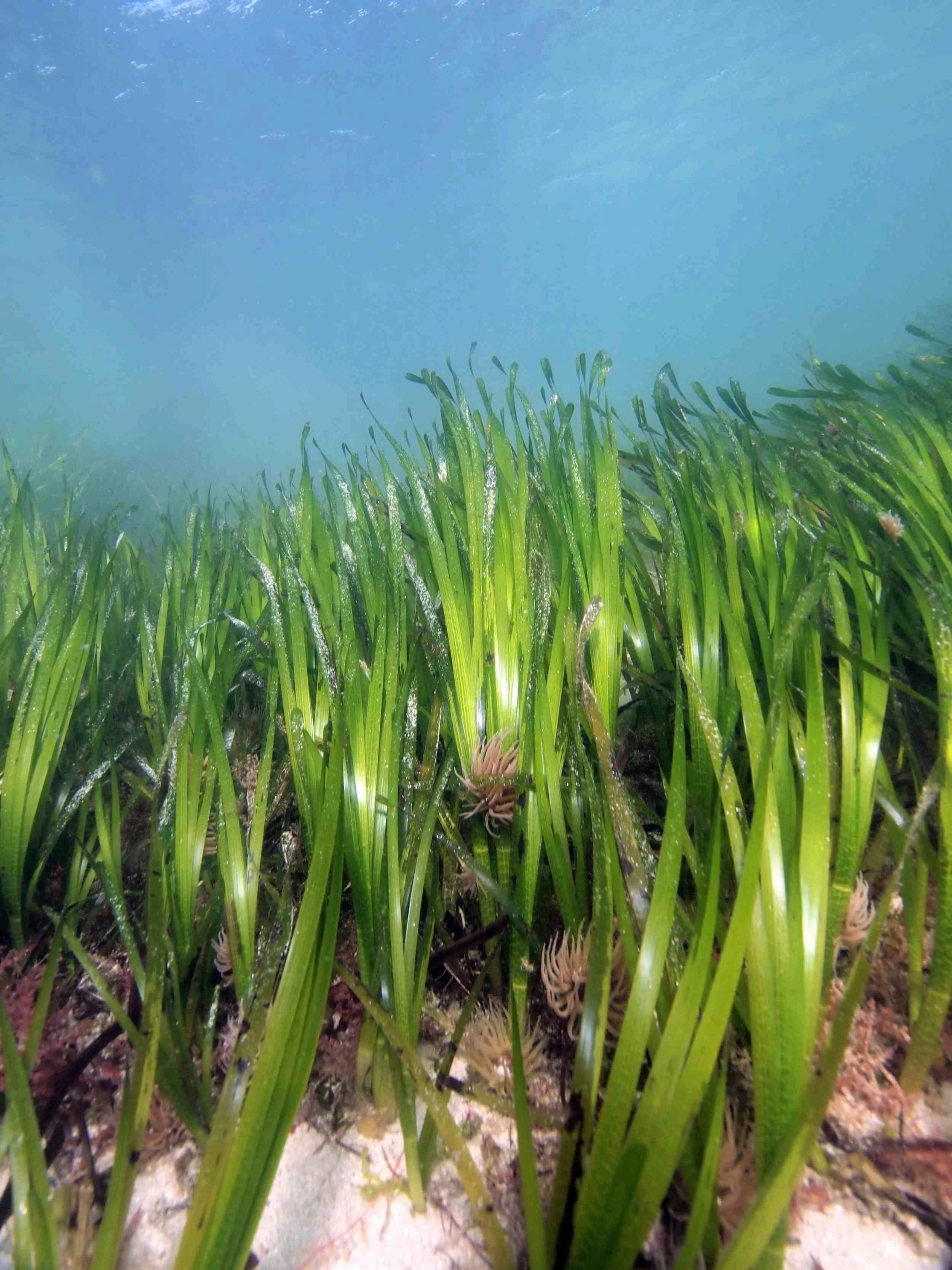 Close-up view of seagrass plants growing in sandy under water.