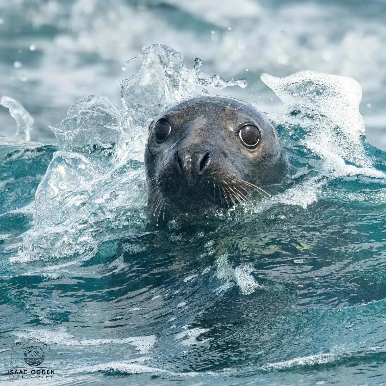 A seal swimming in the water with its head above the surface and splashing water around it.
